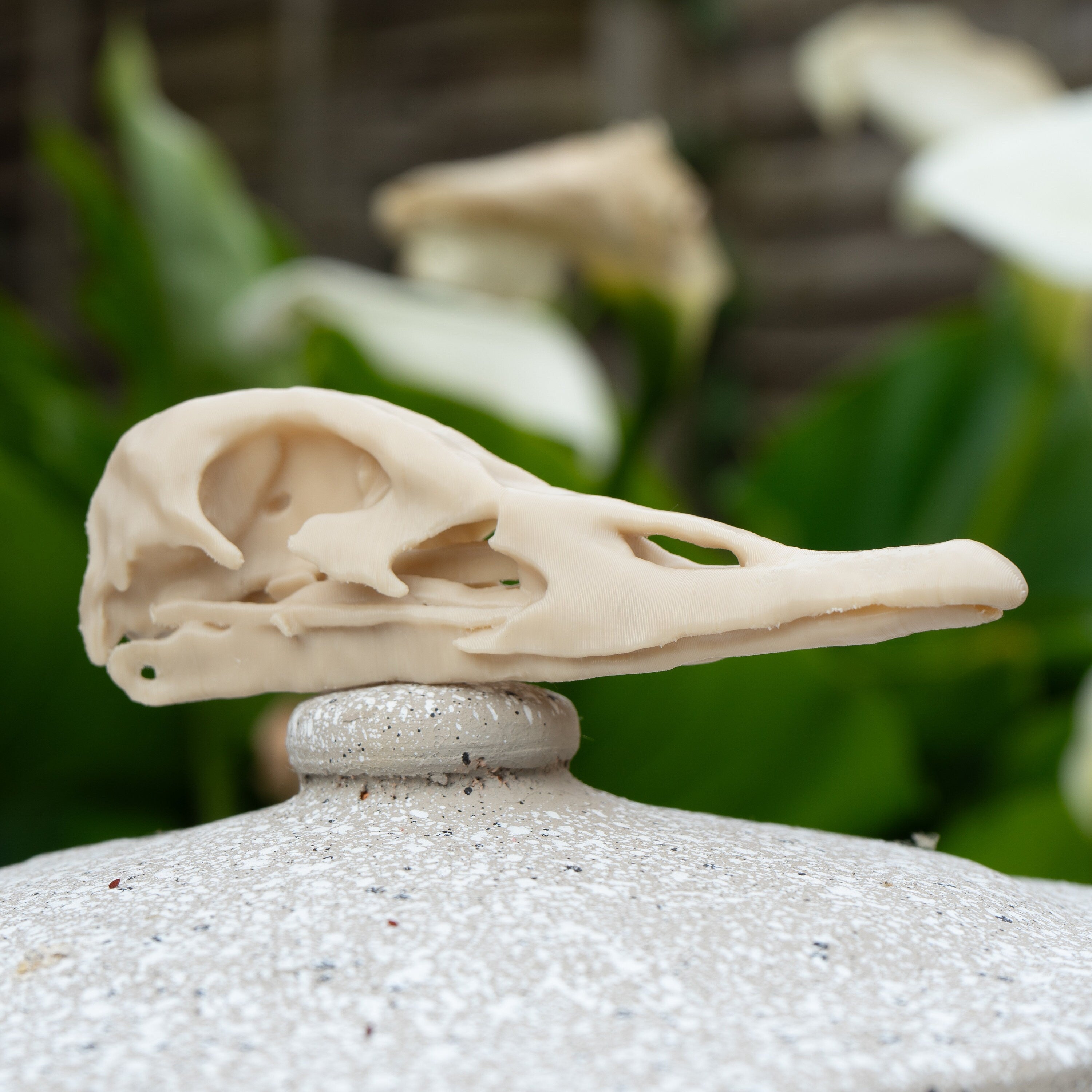 Duck Skull - Life Size 3D Print