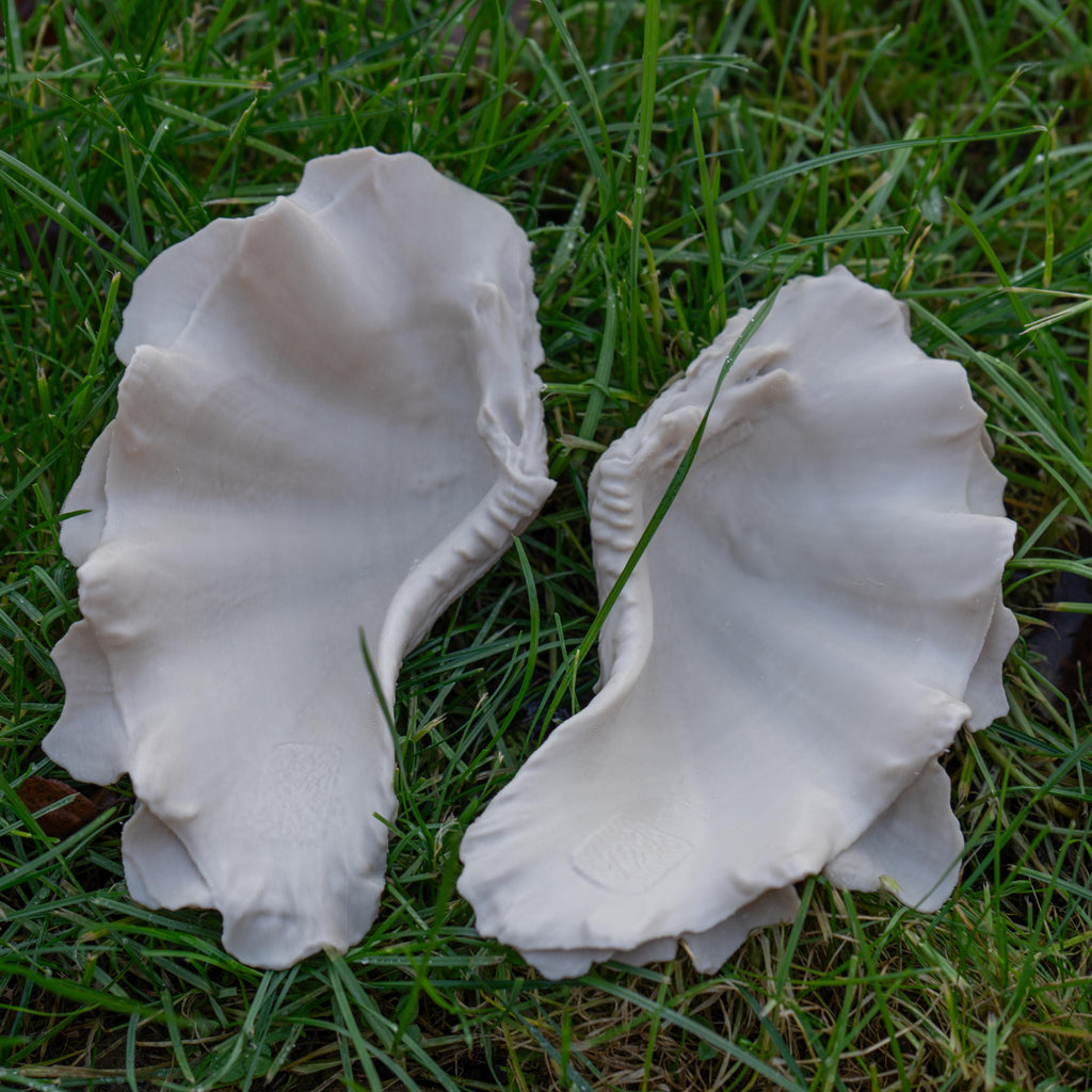 Giant Clam - 3D Print