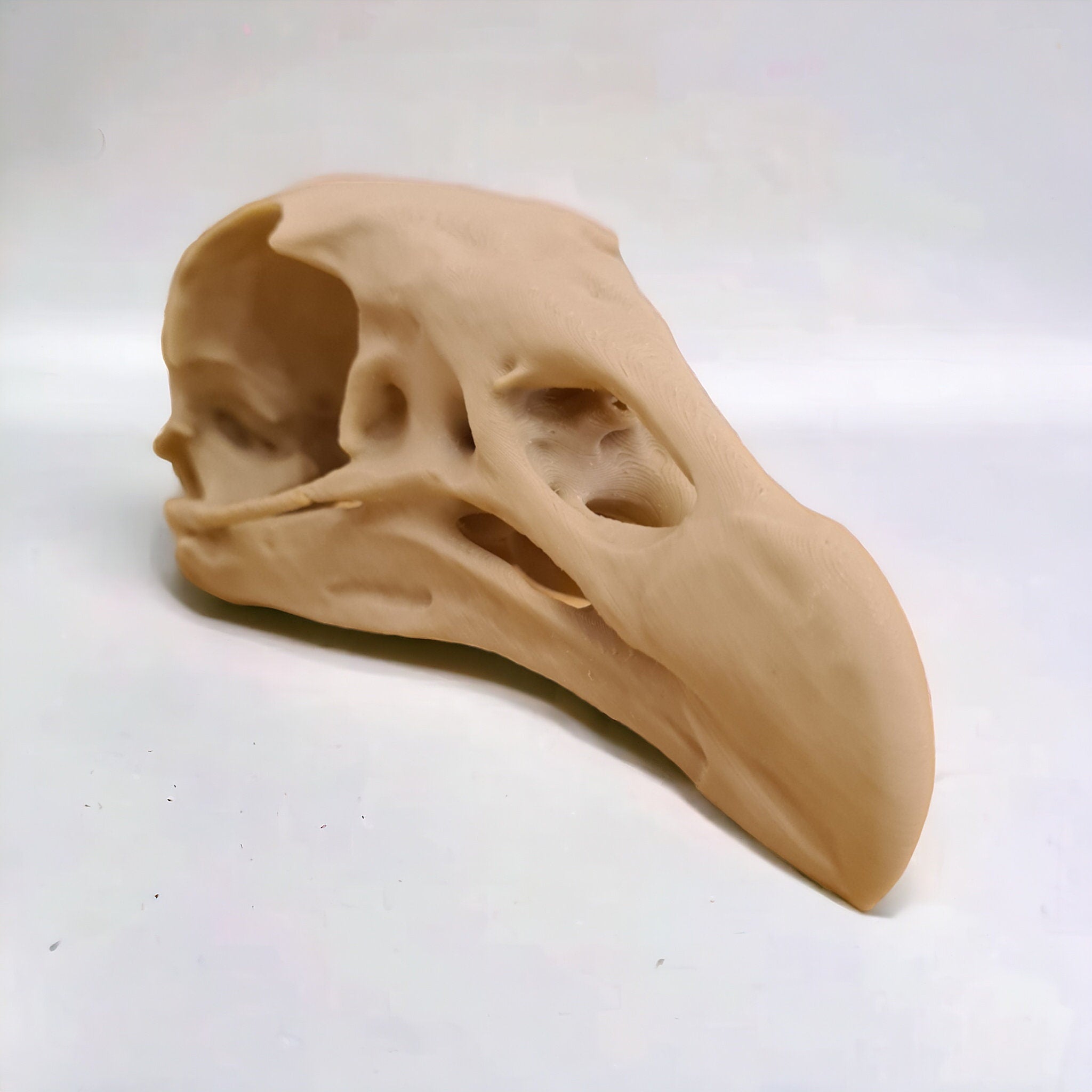 Black Vulture Skull - Life Size 3D Print