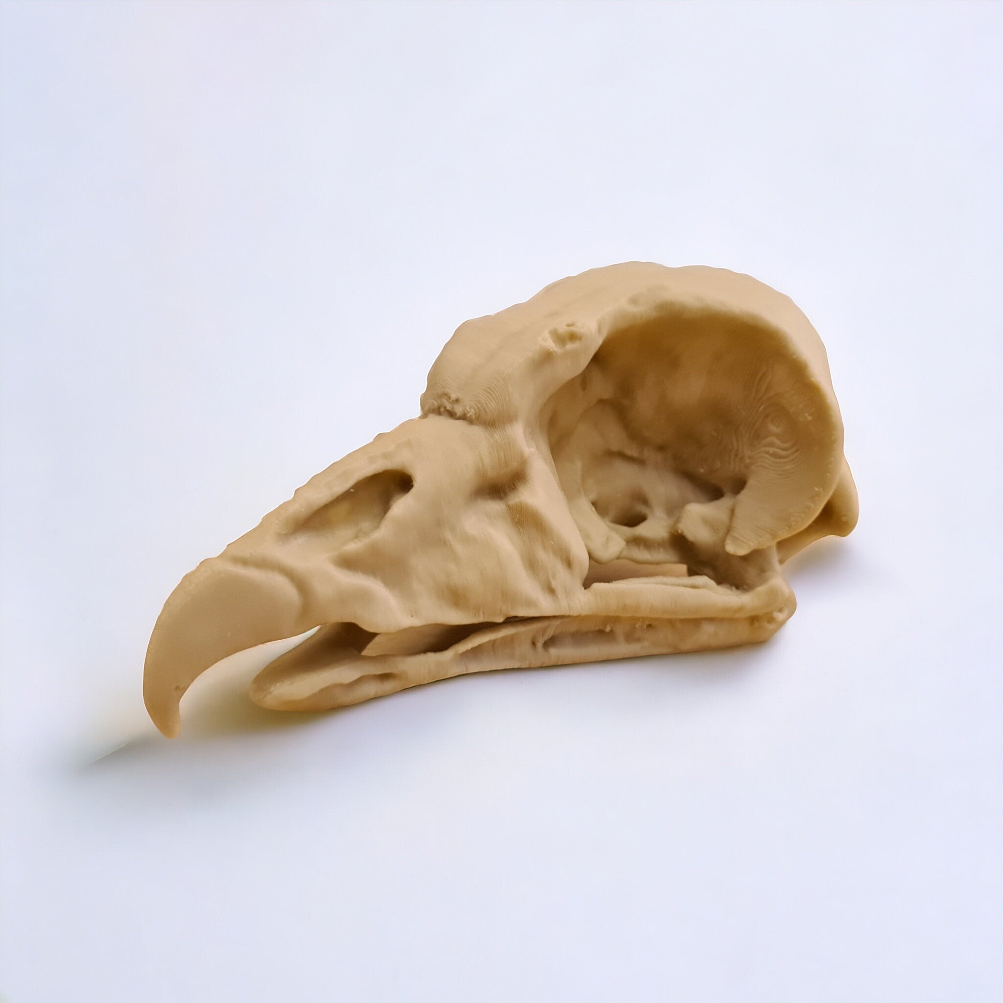 King Vulture Skull - Life Size 3D Print