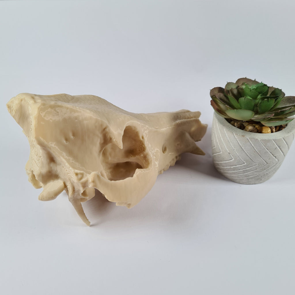 Boar Skull - Life Size 3D Print