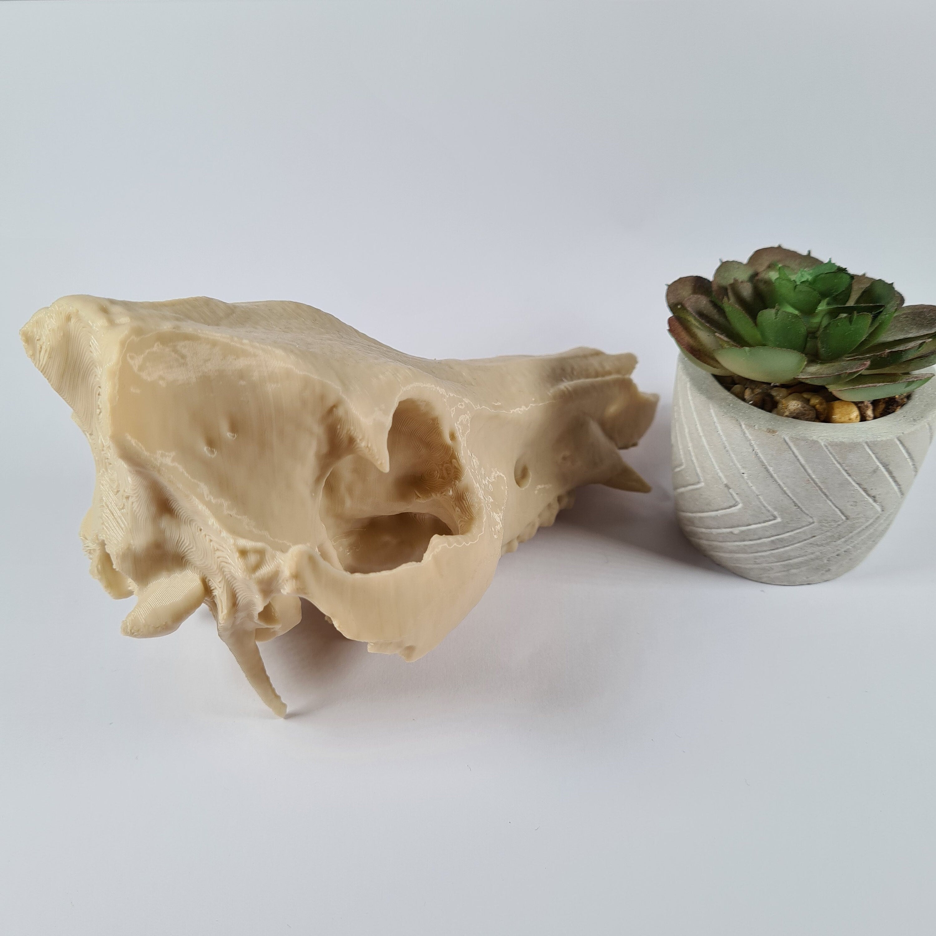 Boar Skull - Life Size 3D Print