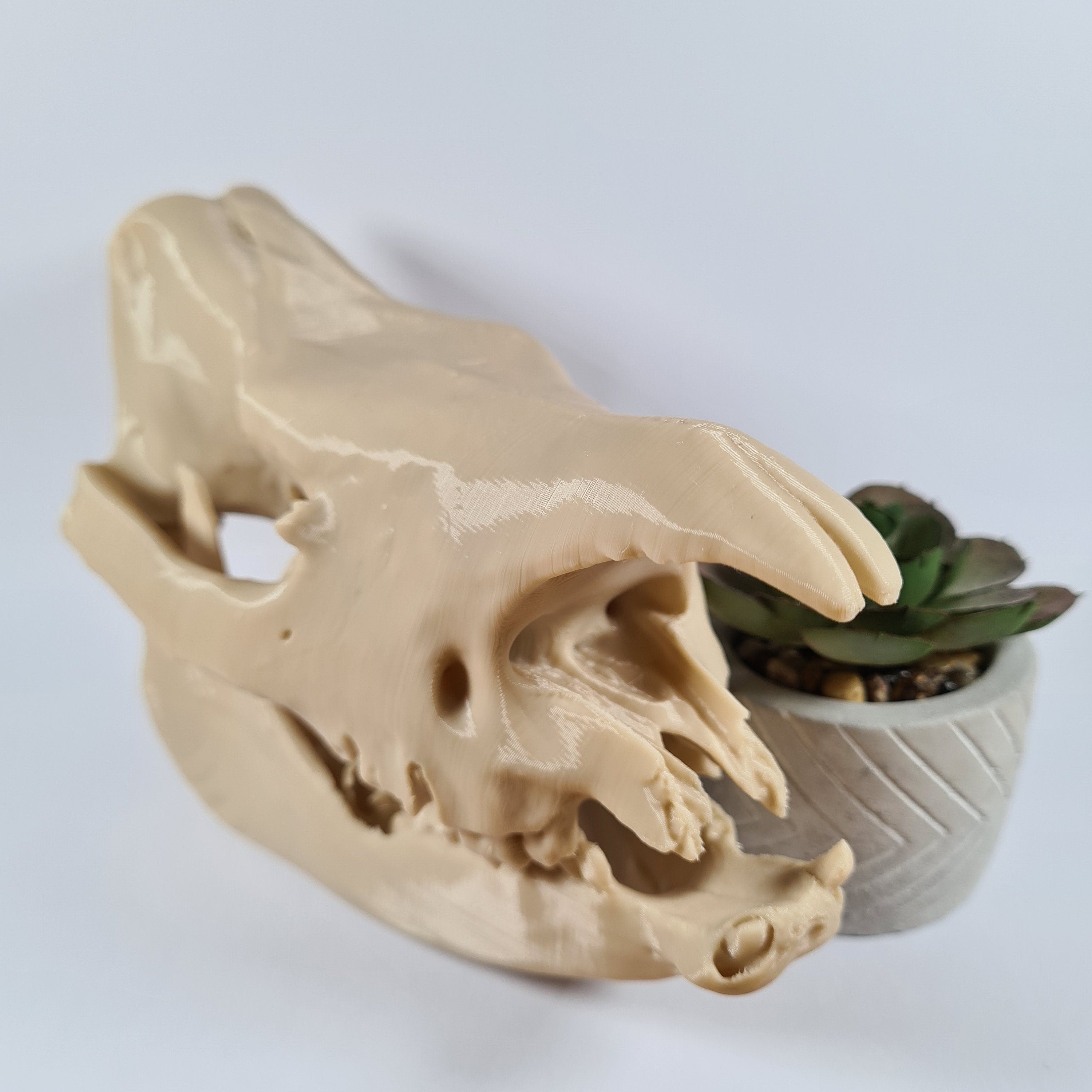 Rhinoceros Skull - 3D Print