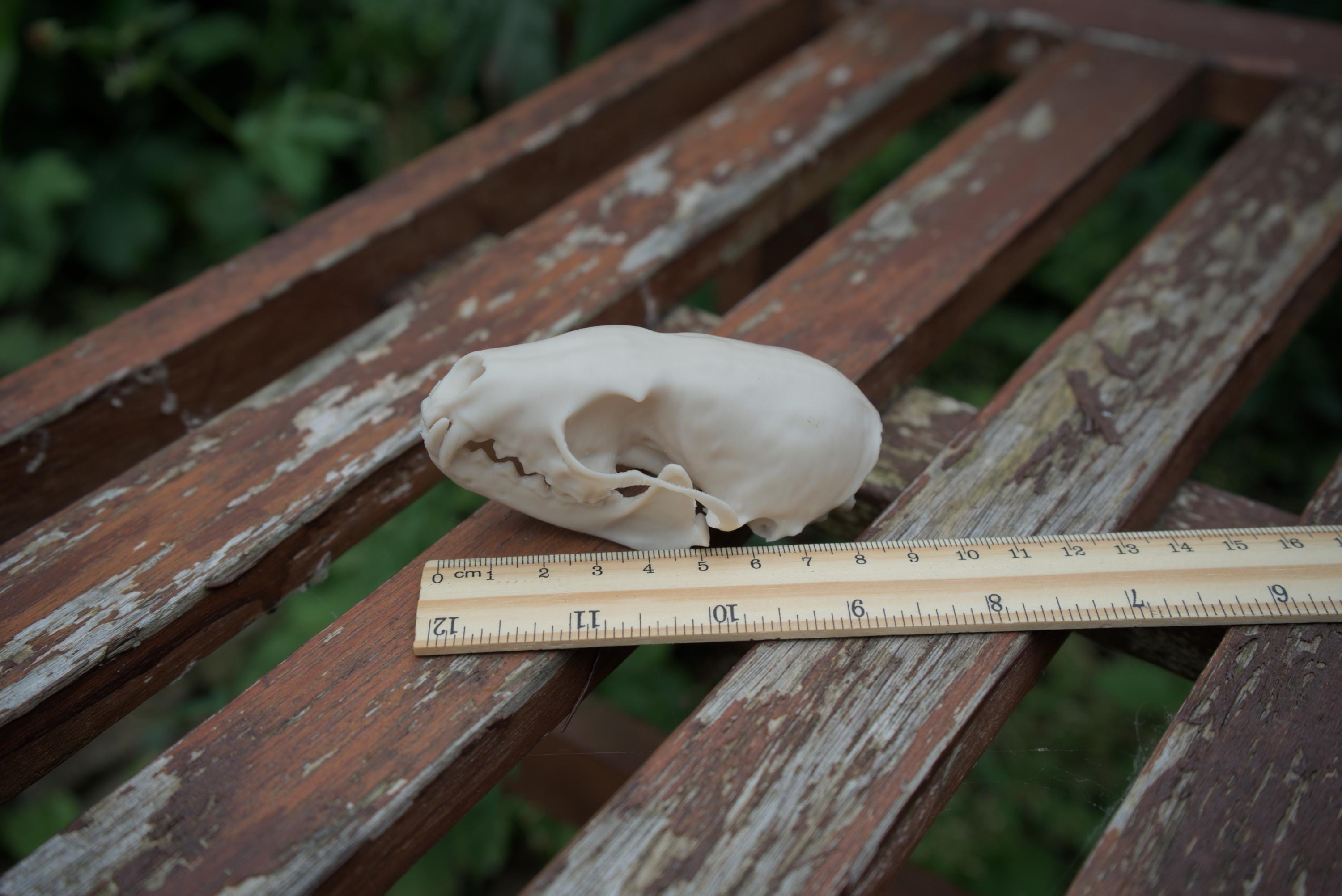 Pine Marten Skull - Life Size 3D Print
