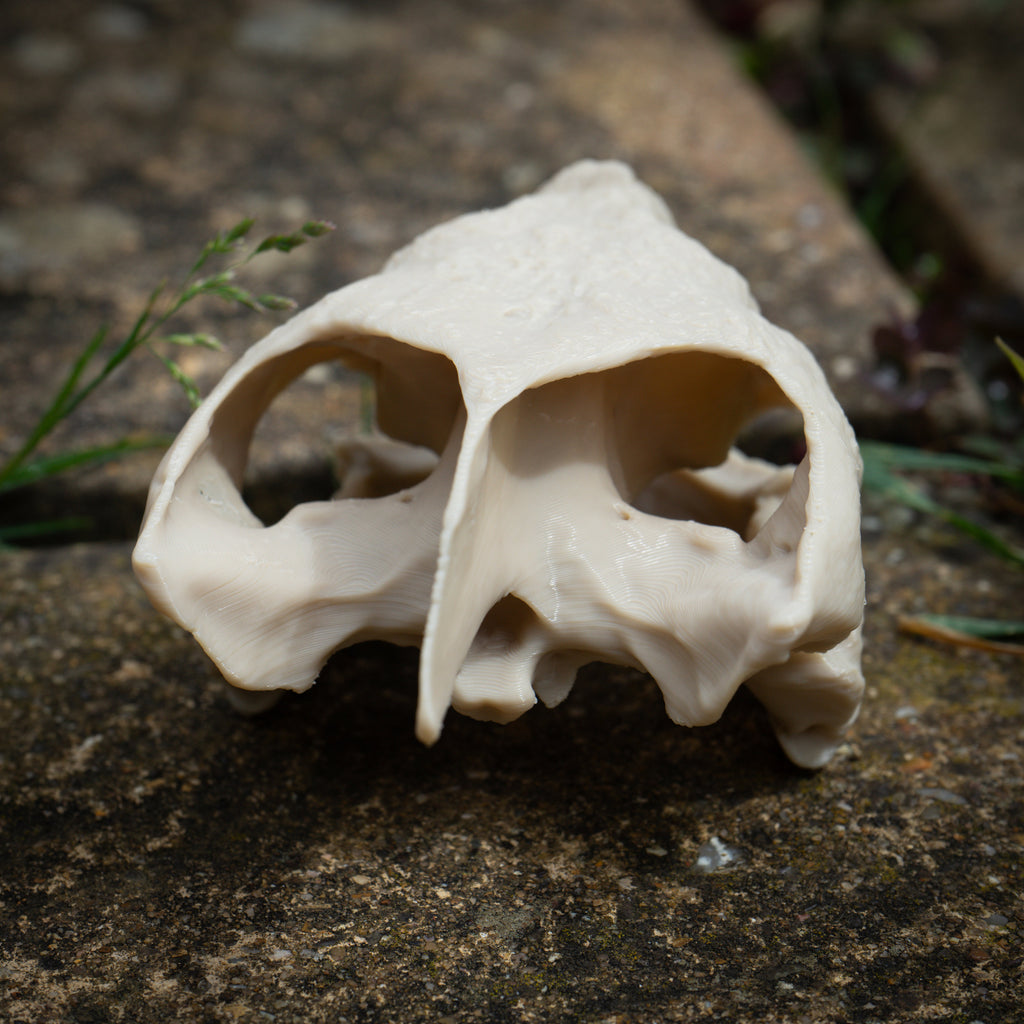 Snapping Turtle Skull - Life Size 3D Print