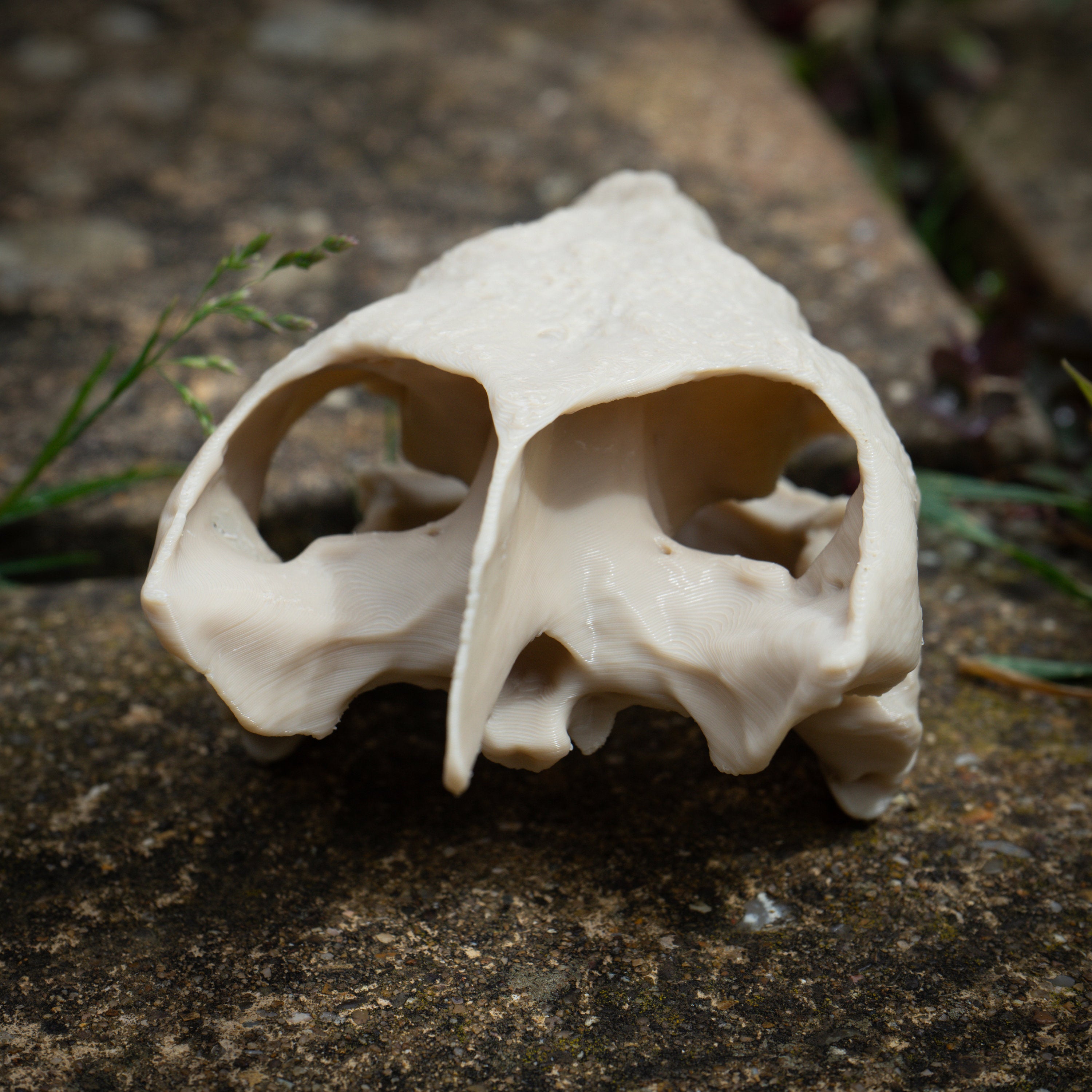 Snapping Turtle Skull - Life Size 3D Print