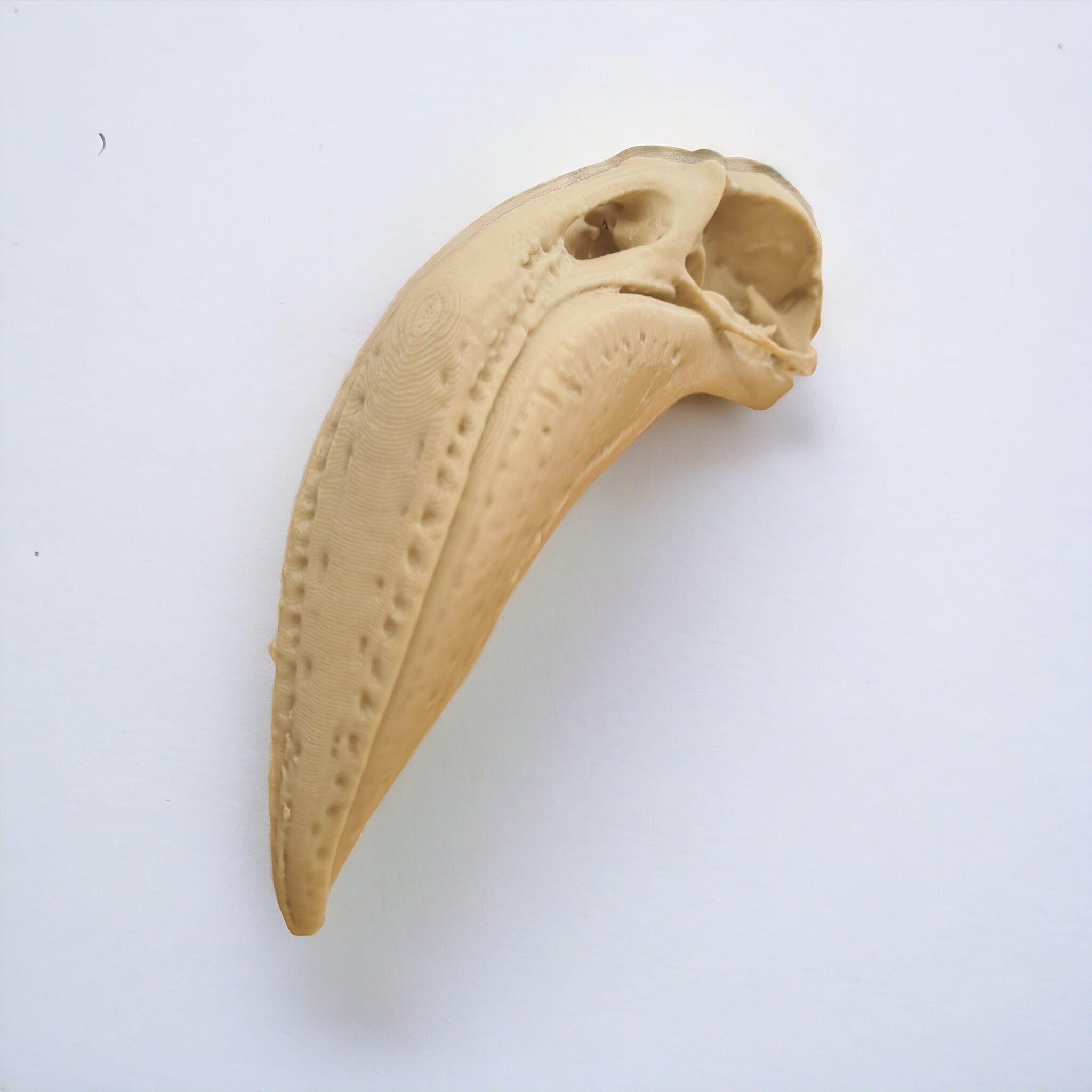 Flamingo Skull - Life Size 3D Print