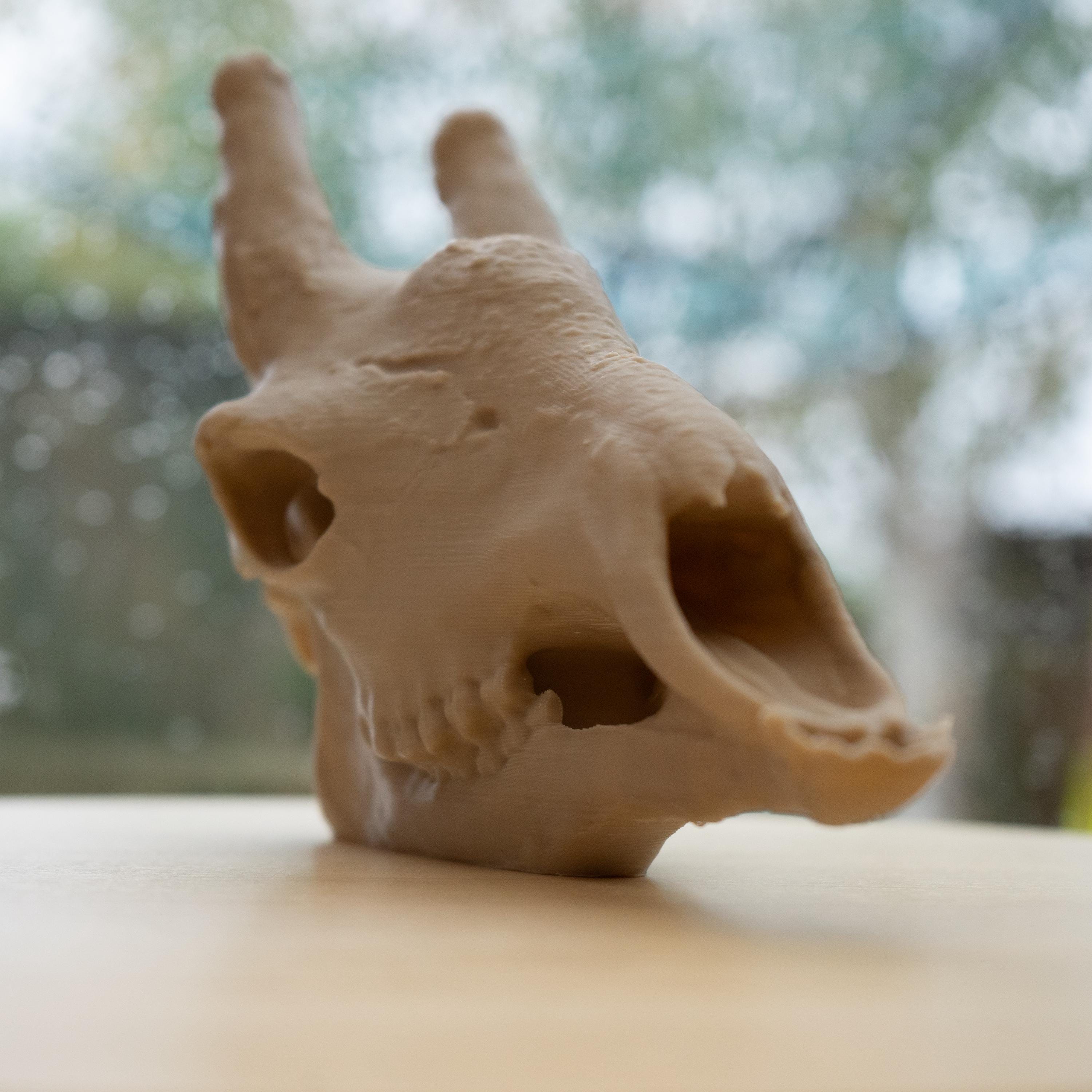 Scaled-Down Giraffe Skull Replica – Realistic 3D Printed Bone Model