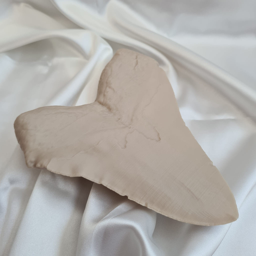 Megalodon Tooth - Life Size 3D Print