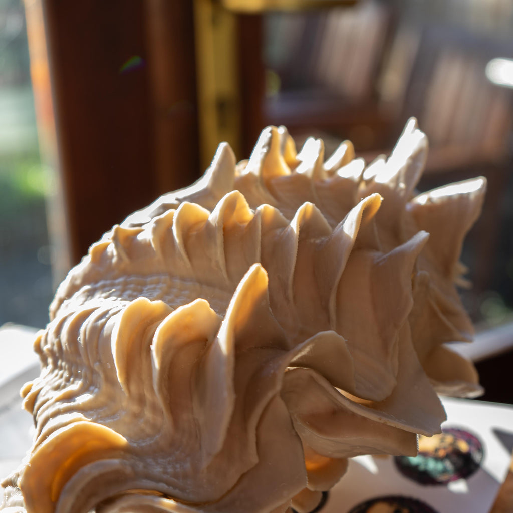 Giant Clam - 3D Print