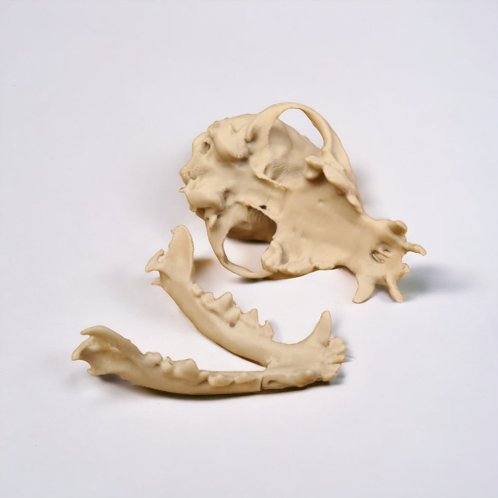 Chihuahua Skull - Life Size 3D Print