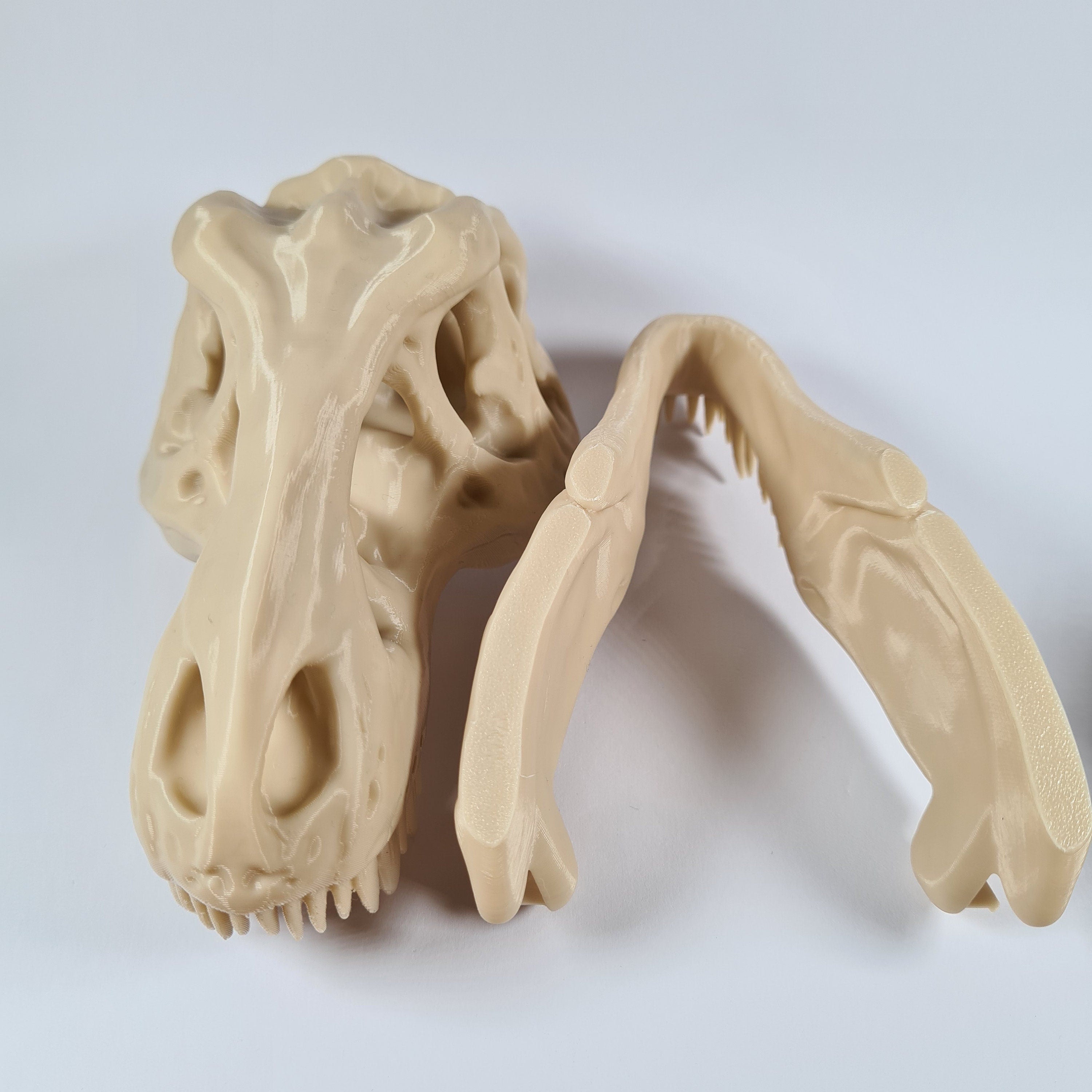 T-Rex Dinosaur skull - 3D Print