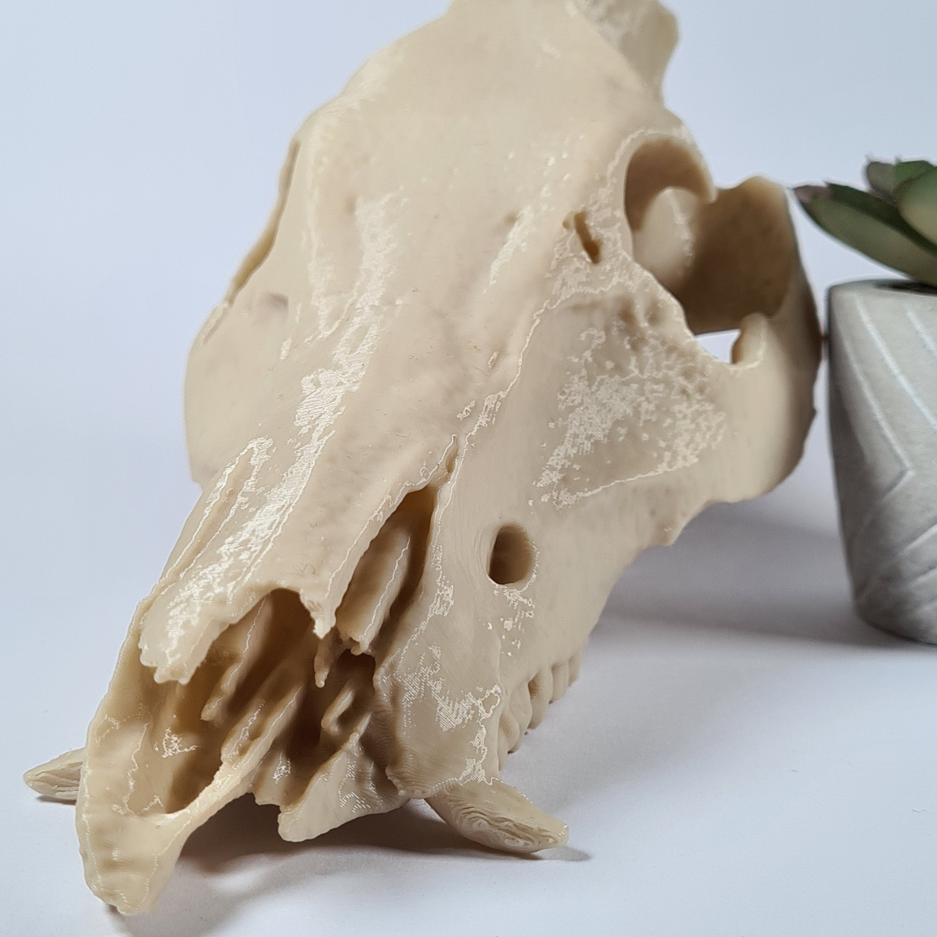 Boar Skull - Life Size 3D Print