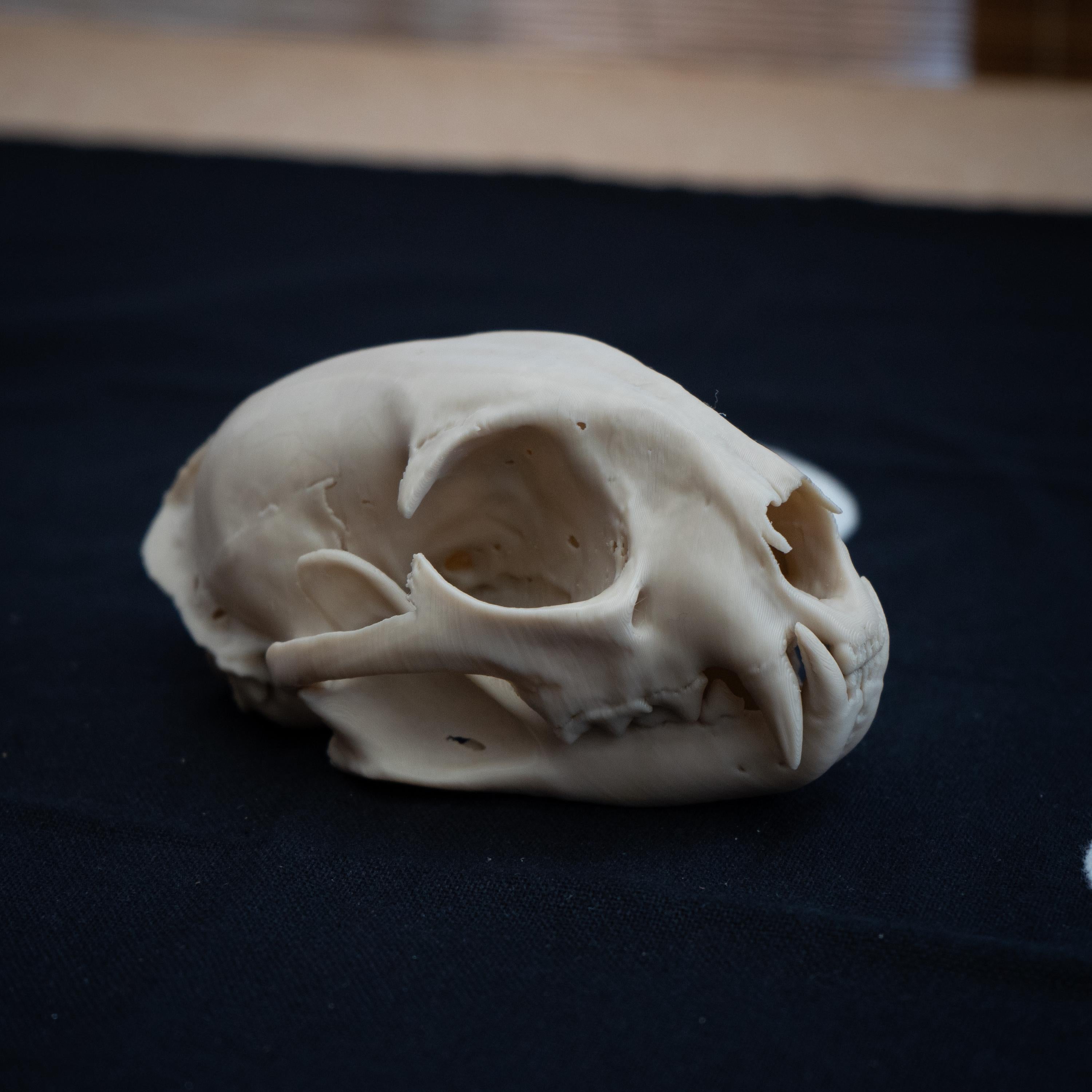 Bobcat Skull - Life Size 3D Print