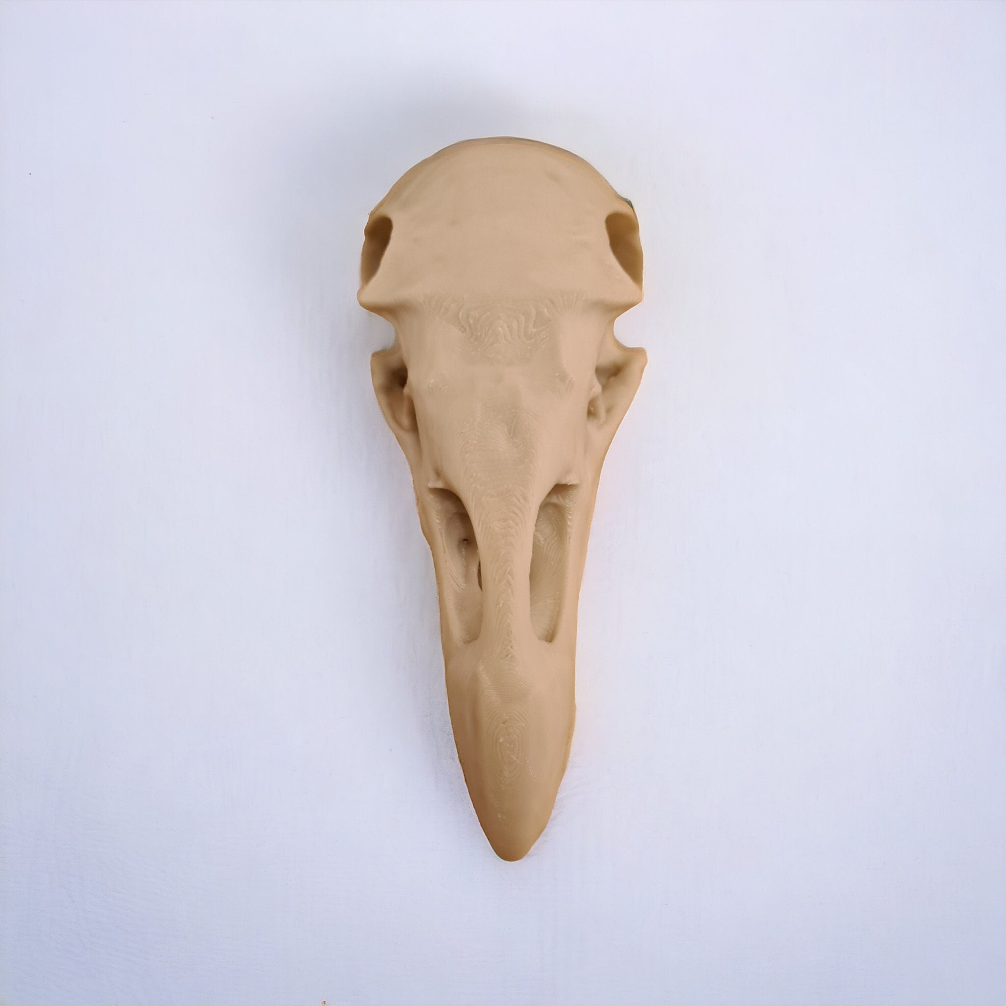 Black Vulture Skull - Life Size 3D Print