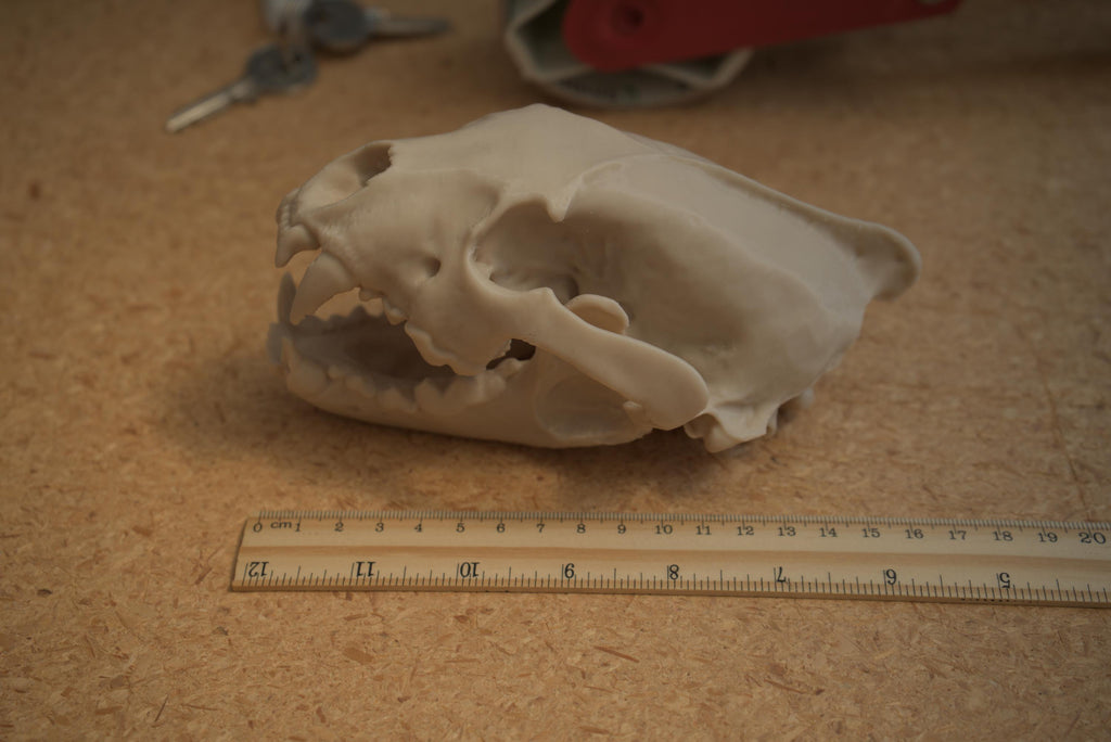 Life-Size Wolverine Skull Replica – Realistic 3D Printed Bone Model