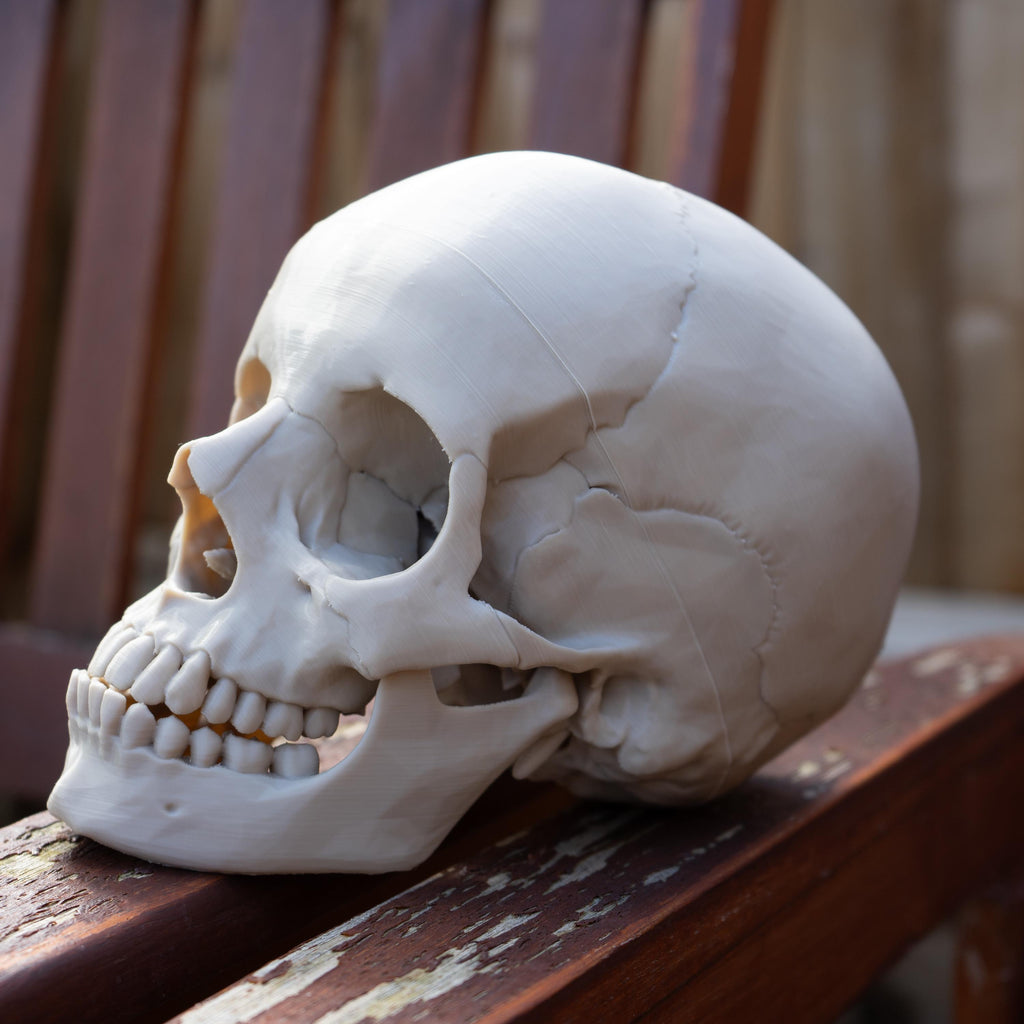 Hominids Skull Bundle - Life Size 3D Print (Human, Gorilla & Chimp)