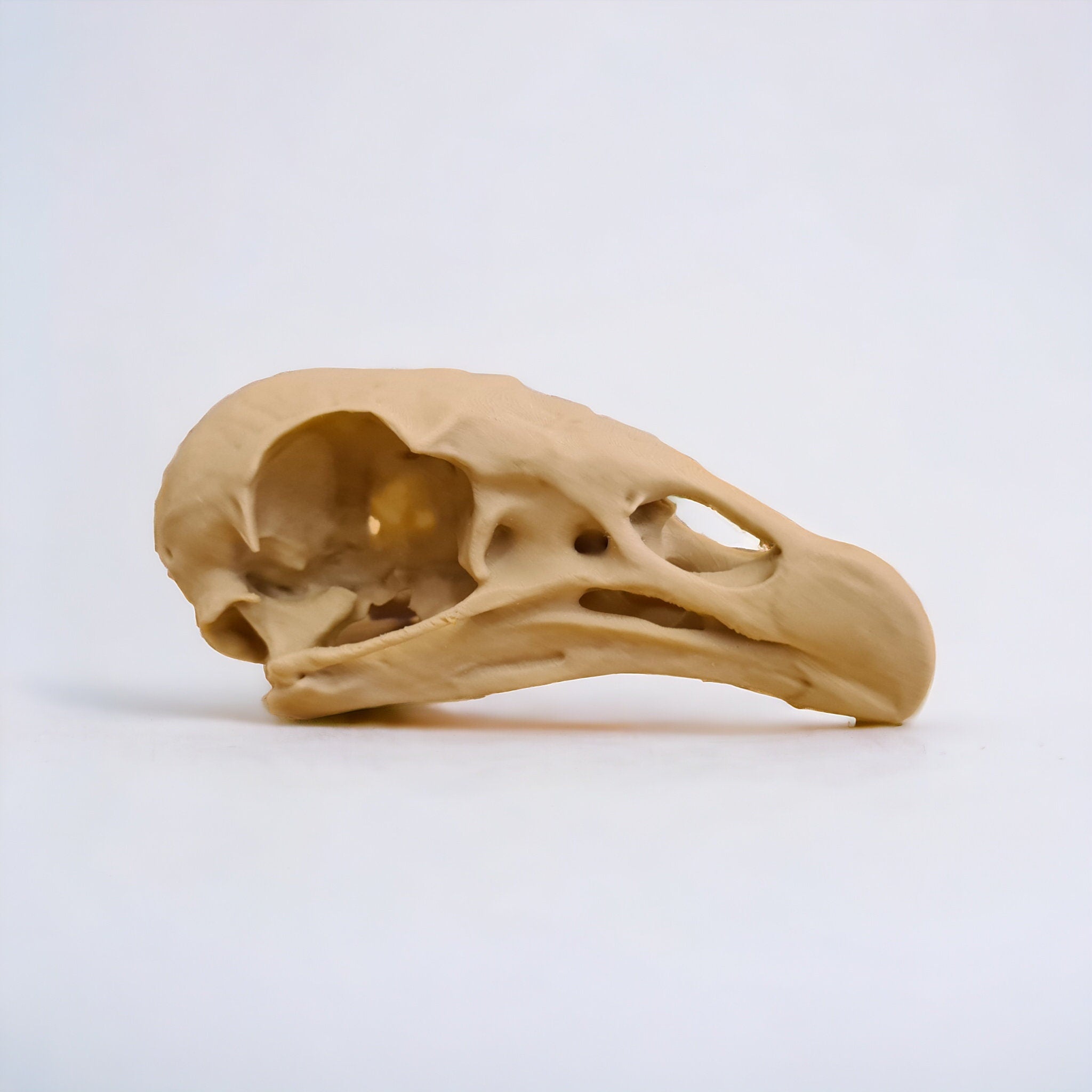 Black Vulture Skull - Life Size 3D Print