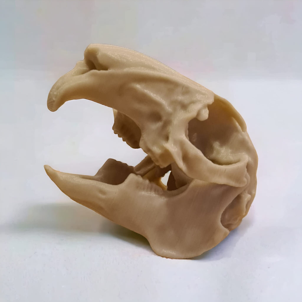 Rabbit Skull - Life Size 3D Print
