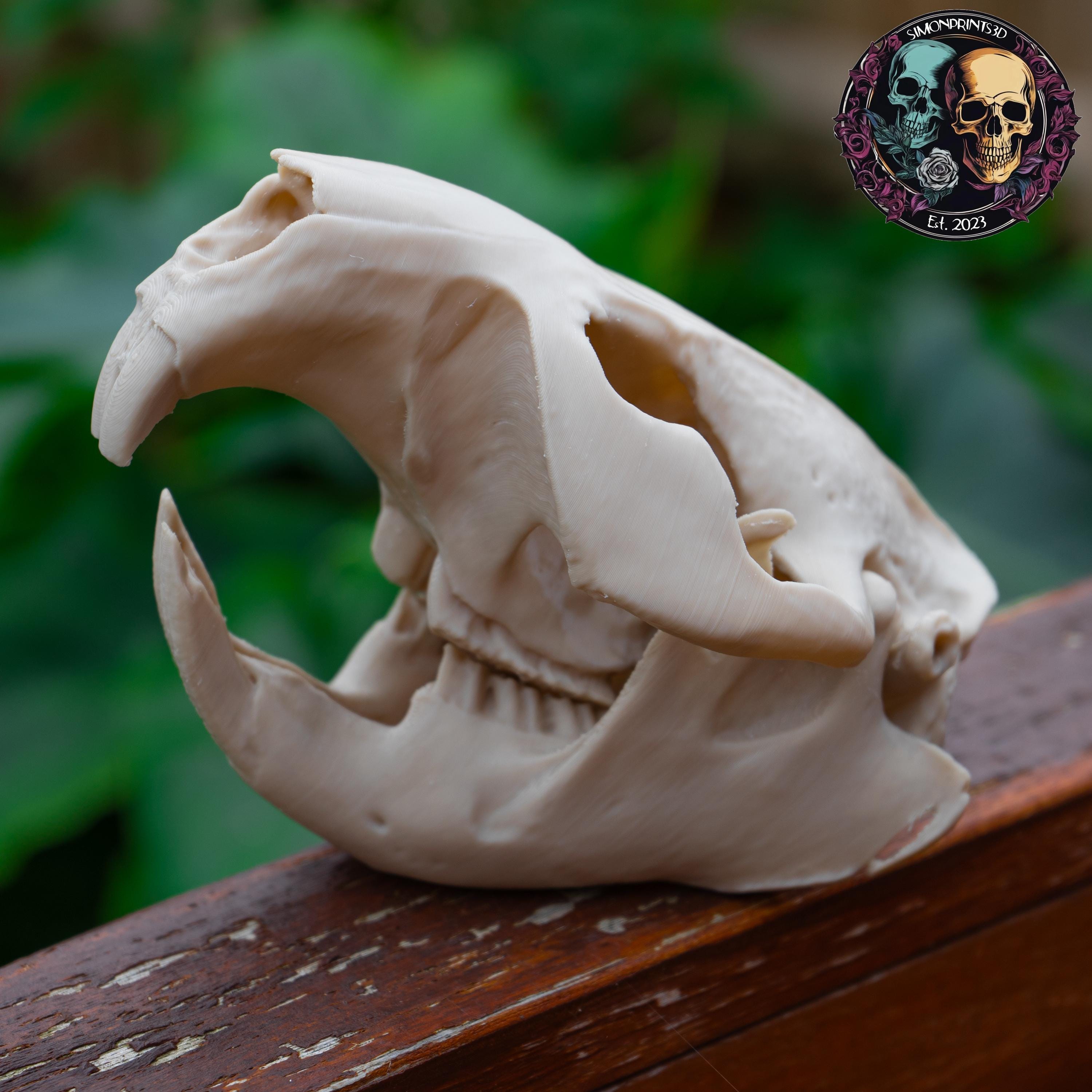 Beaver Skull - Life Size 3D Print
