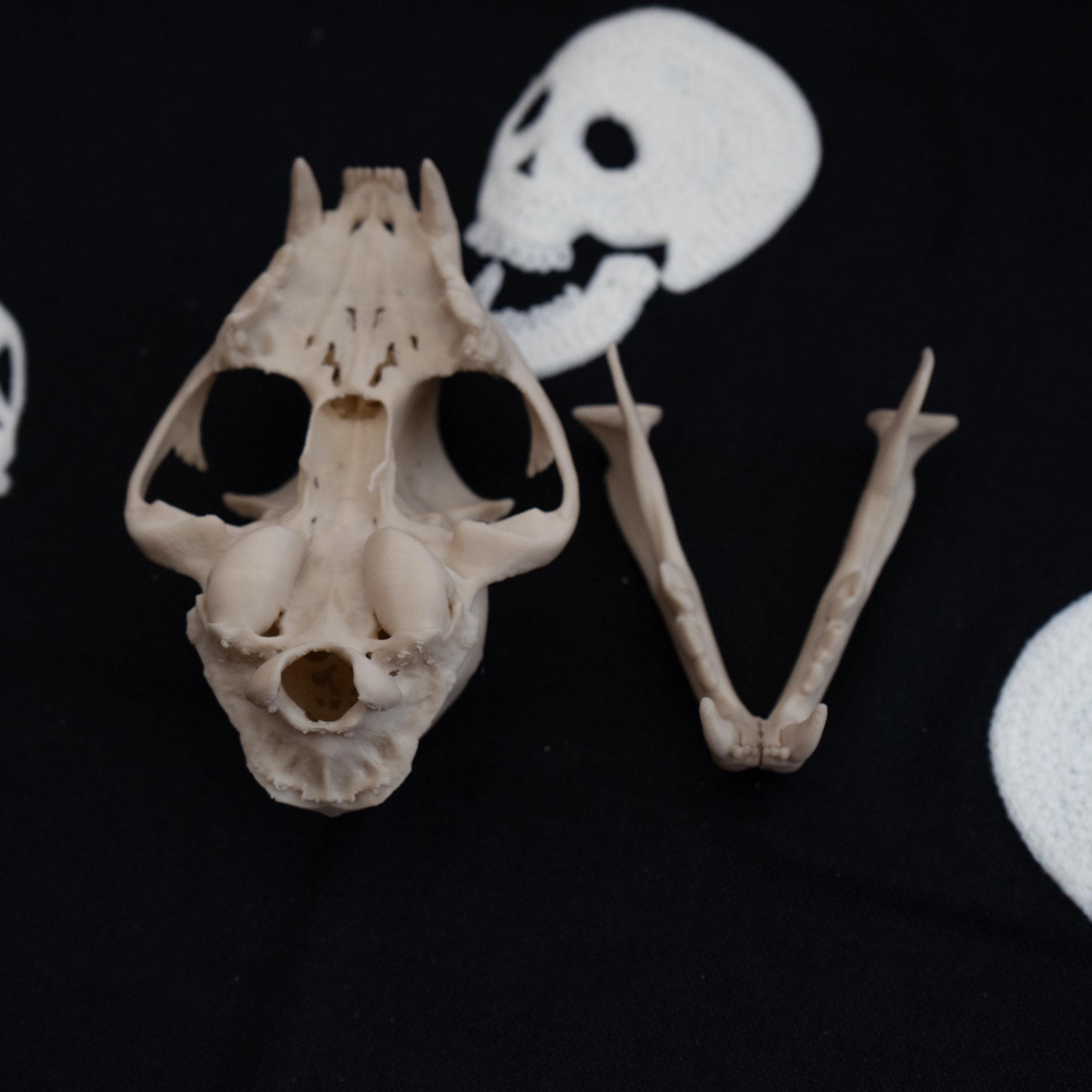 Bobcat Skull - Life Size 3D Print