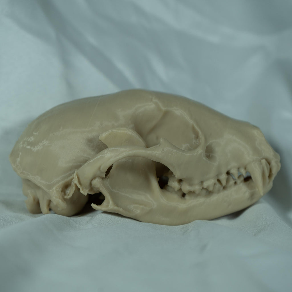 Raccoon Skull - Life Size 3D Print