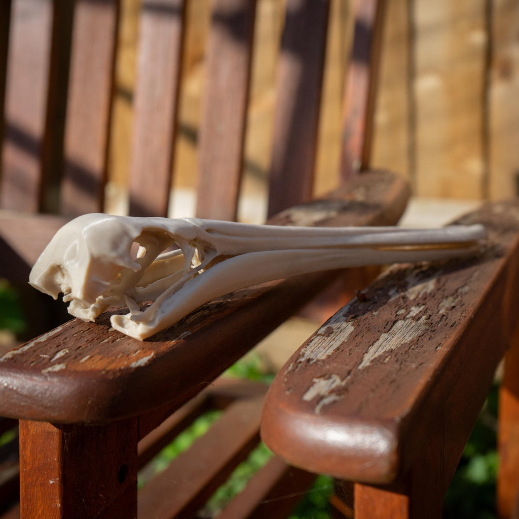 Pelican Skull - 3D Print