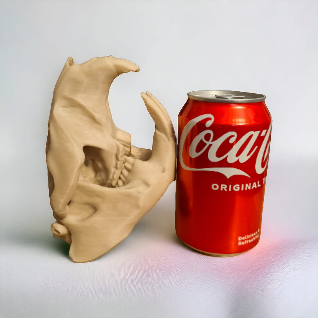 Beaver Skull - Life Size 3D Print