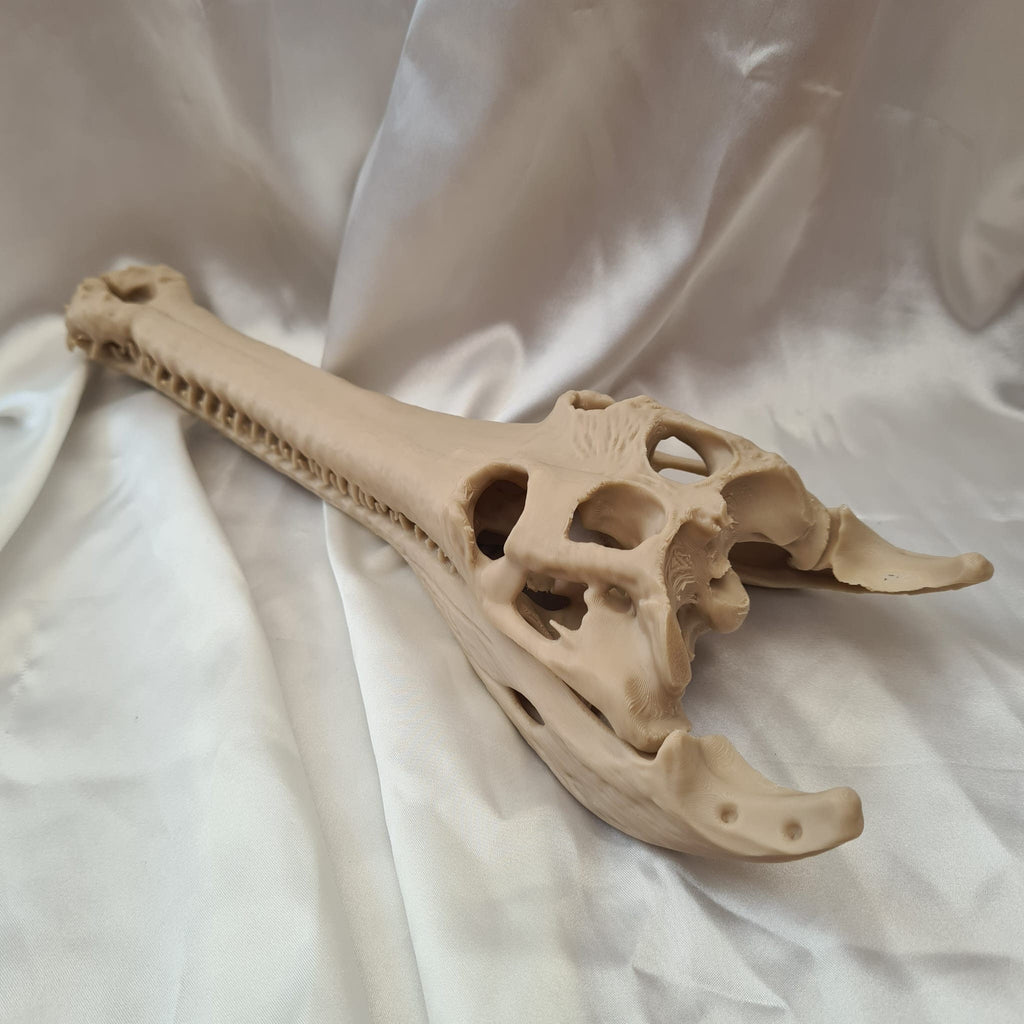 Gharial Skull - 3D Print
