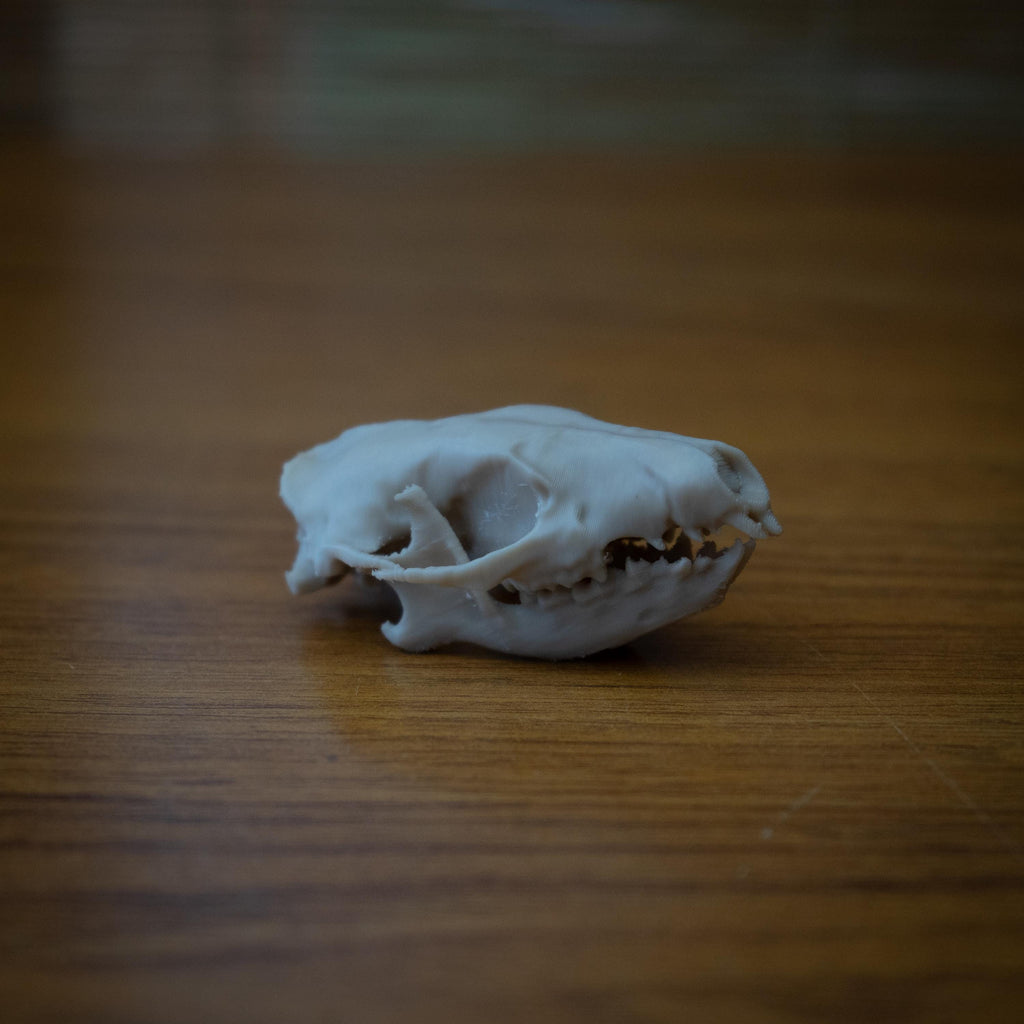 Life-Size Hedgehog Skull Replica – Realistic 3D Printed Bone Model