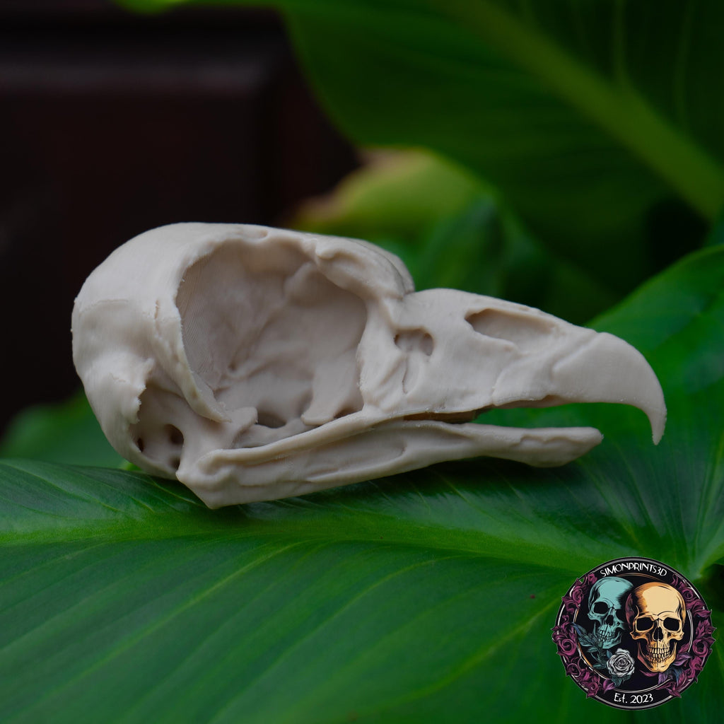 King Vulture Skull - Life Size 3D Print