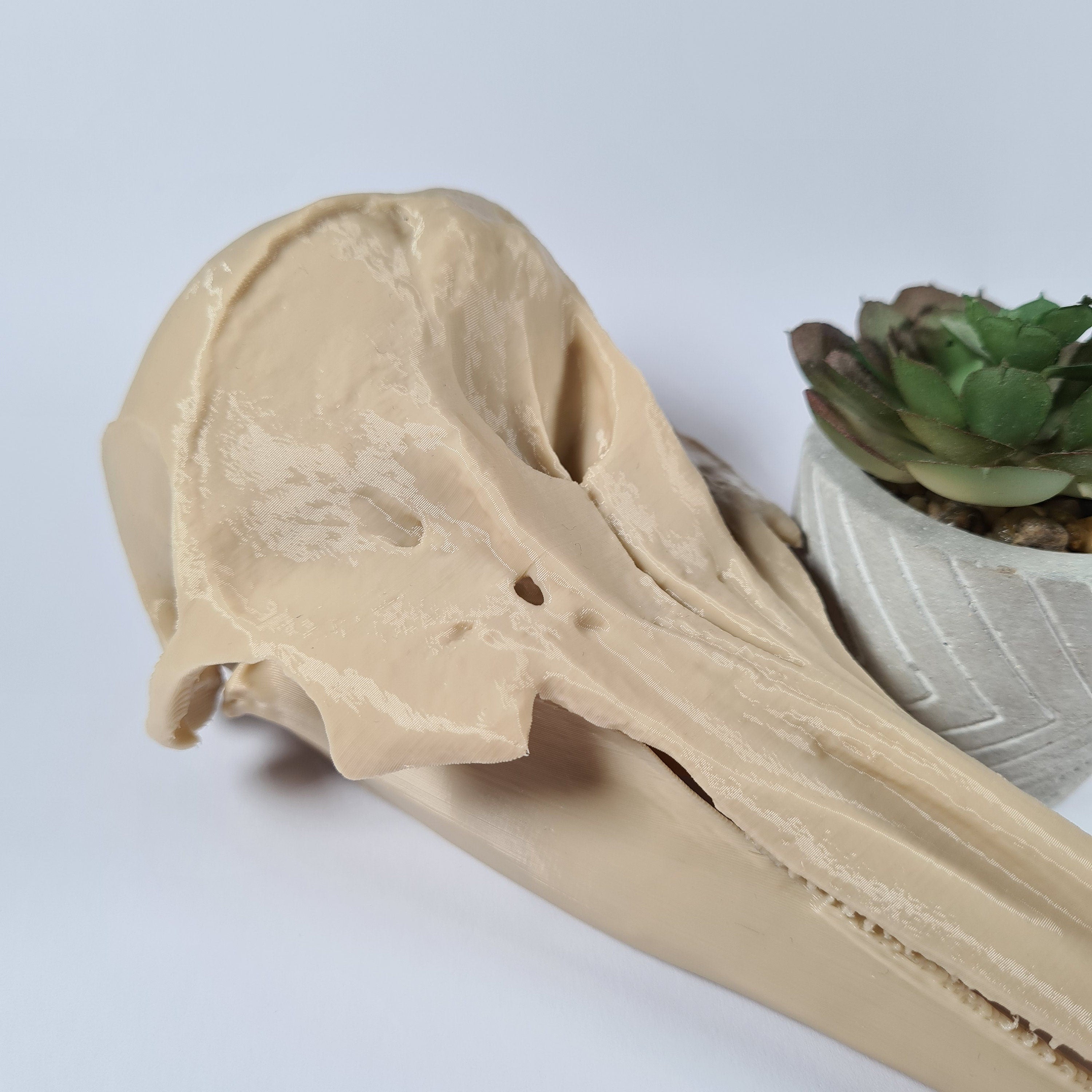 Dolphin Skull - 3D Print