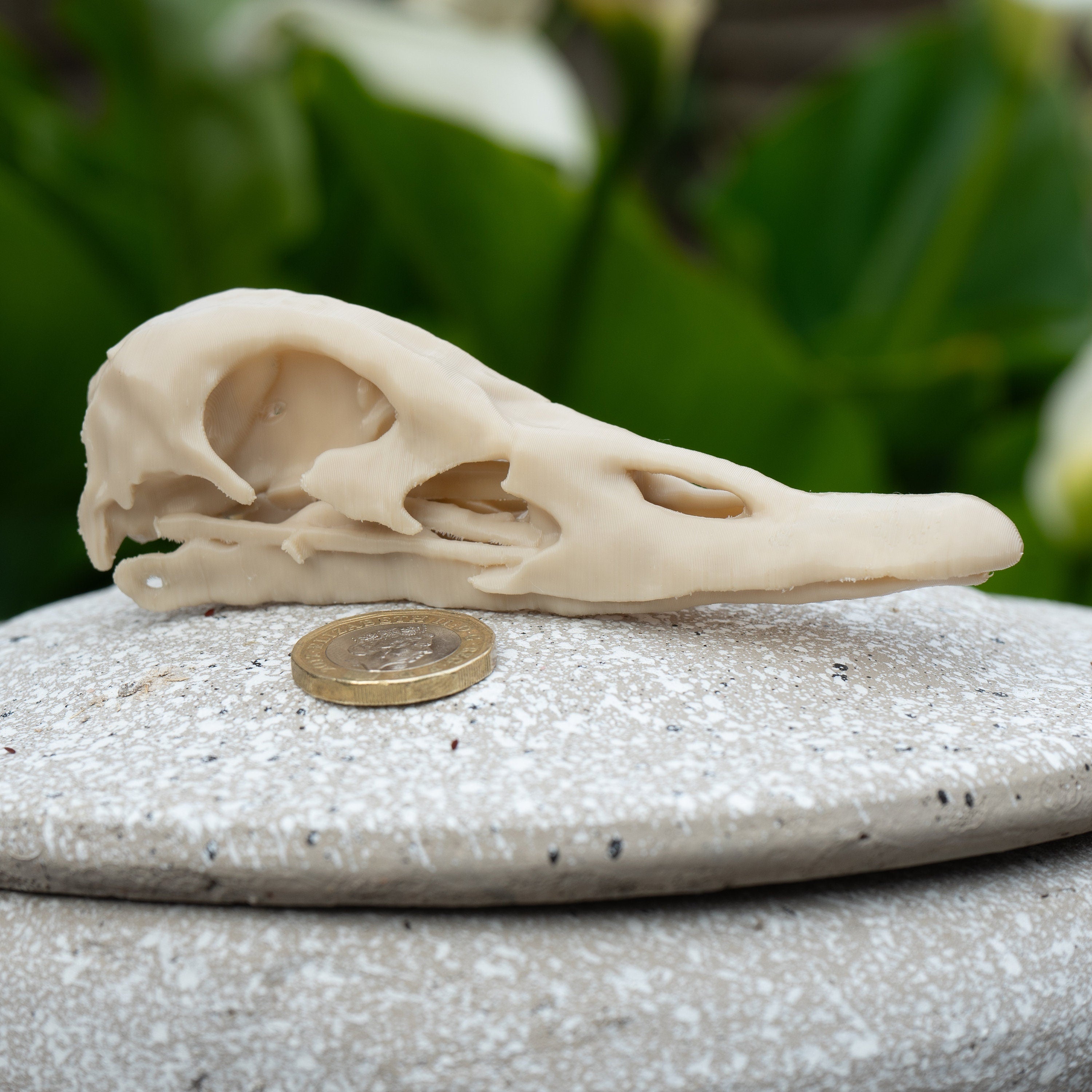 Duck Skull - Life Size 3D Print