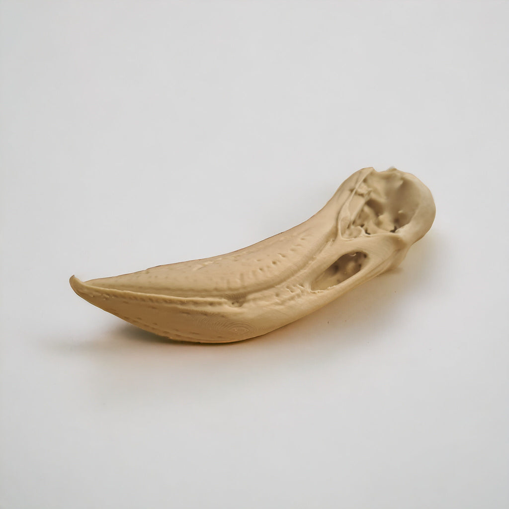 Flamingo Skull - Life Size 3D Print