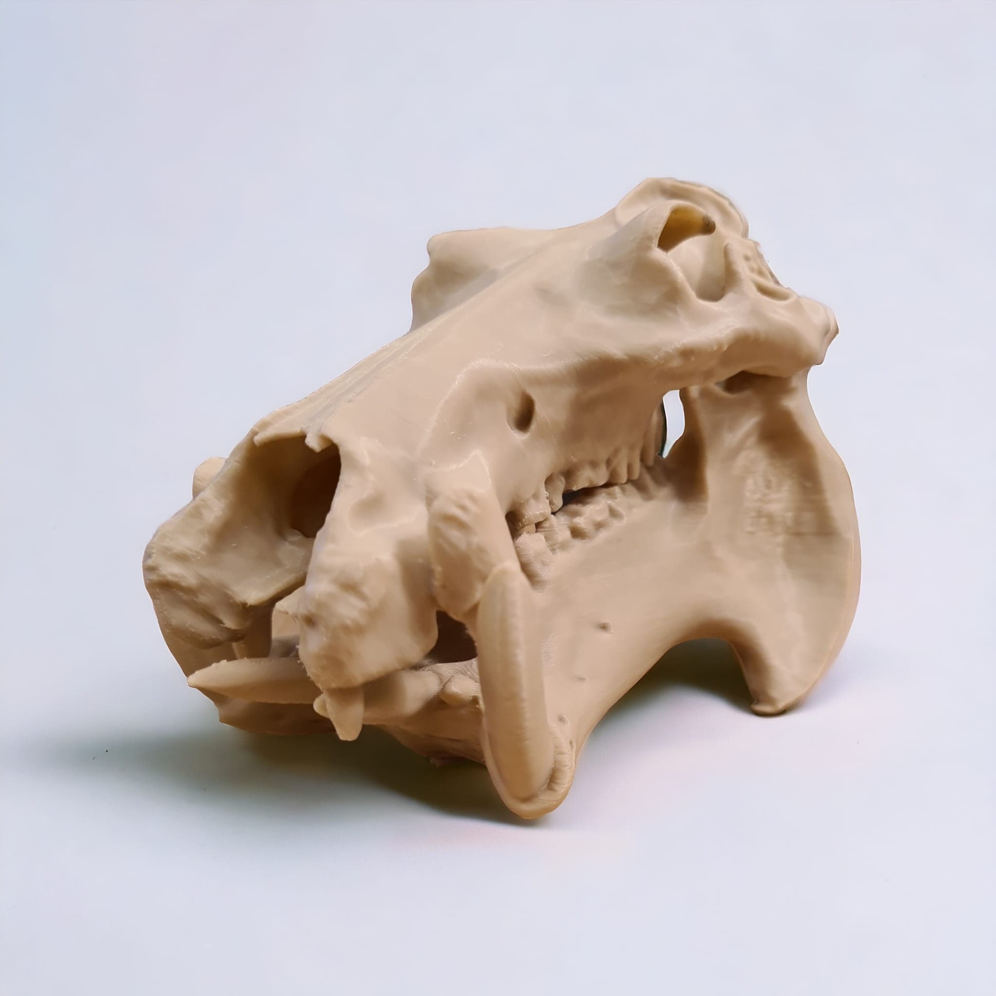 Scaled Down Hippo (Hippopotamus) Skull Replica – Realistic 3D Printed Bone Model