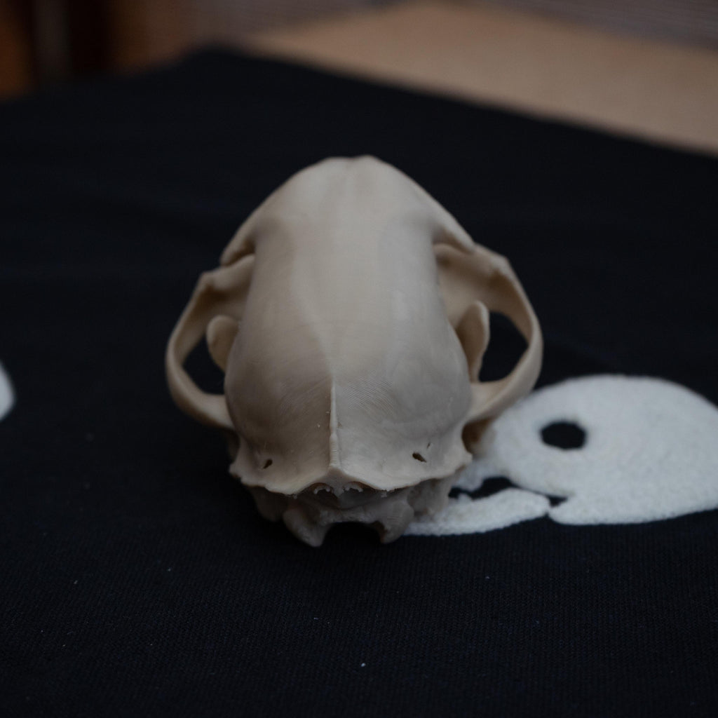Bobcat Skull - Life Size 3D Print
