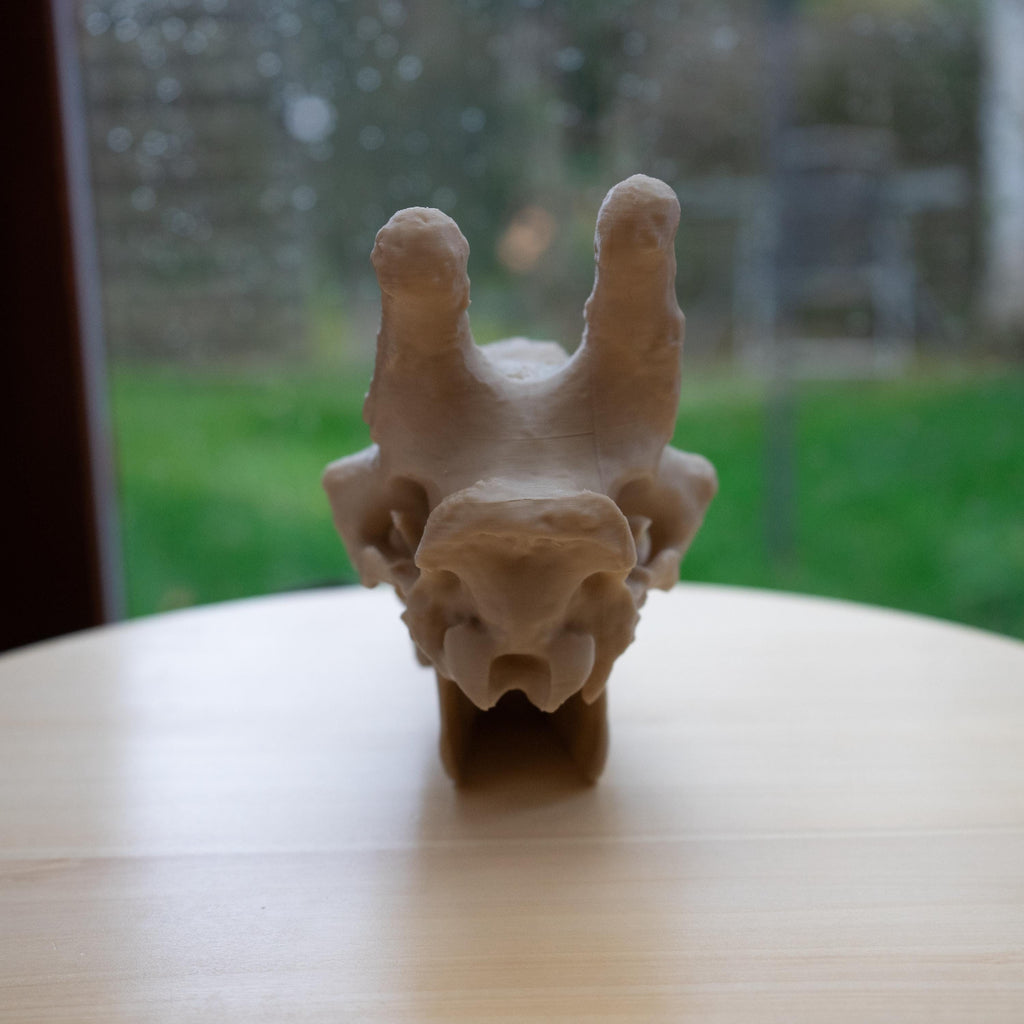 Scaled-Down Giraffe Skull Replica – Realistic 3D Printed Bone Model