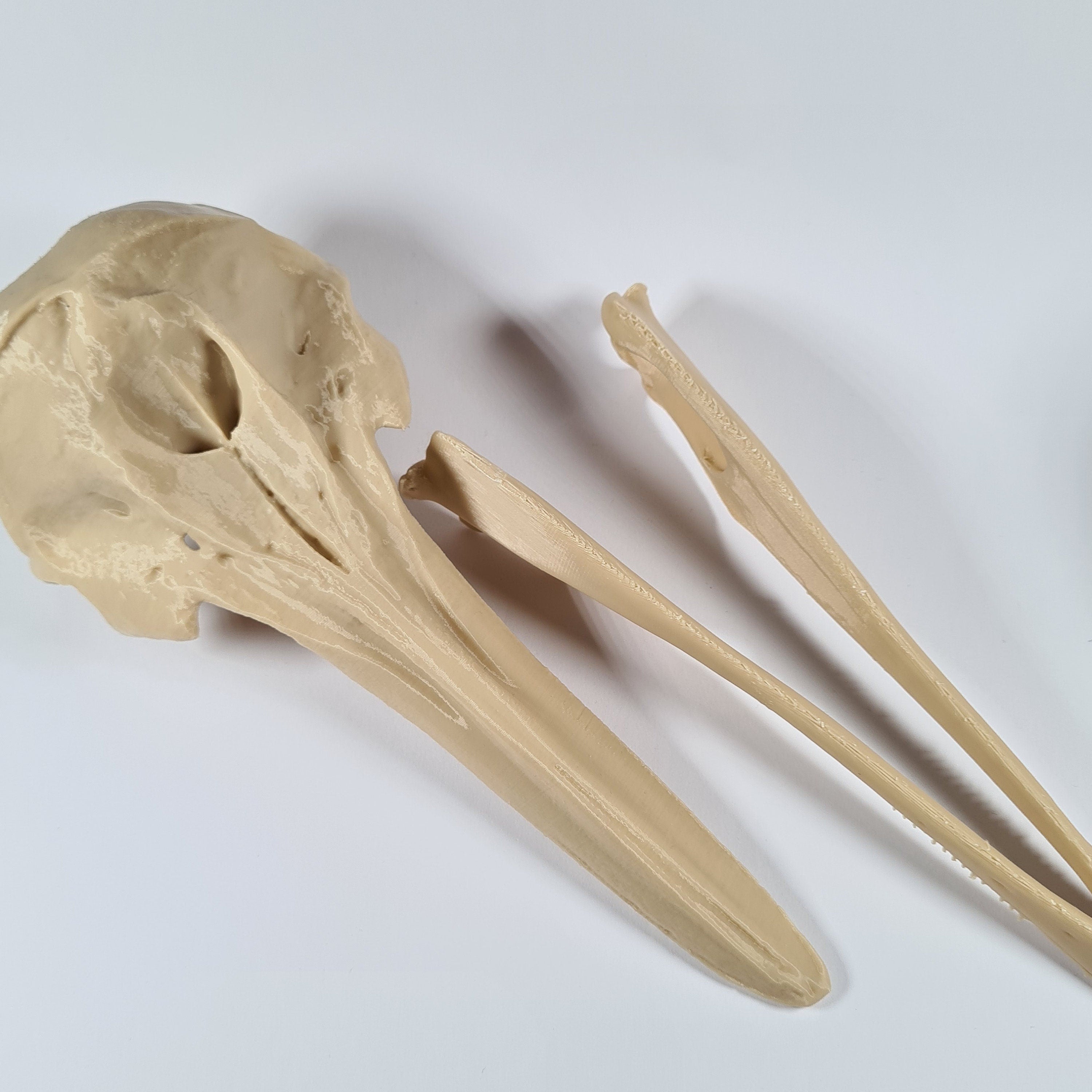 Dolphin Skull - 3D Print