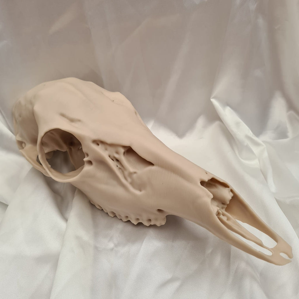 Deer skull - Life Size 3D Print
