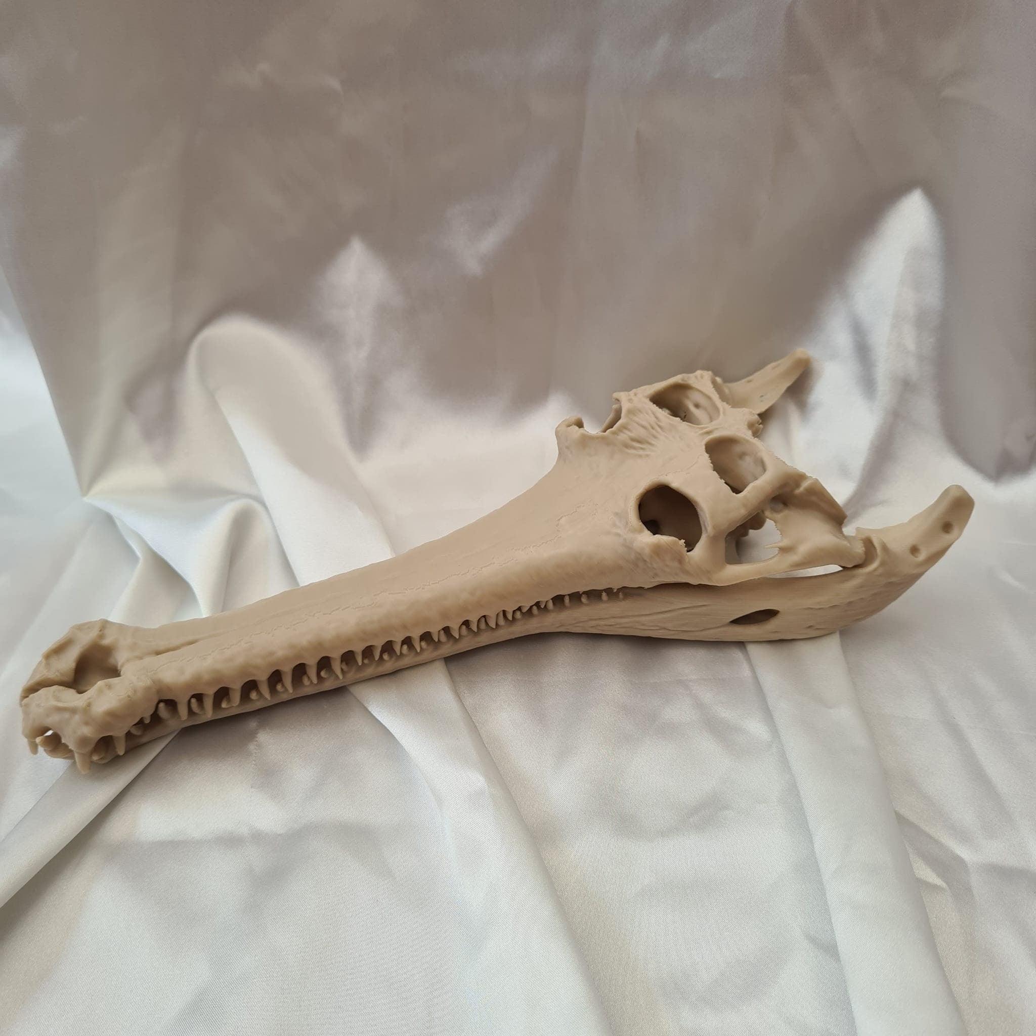 Gharial Skull - 3D Print