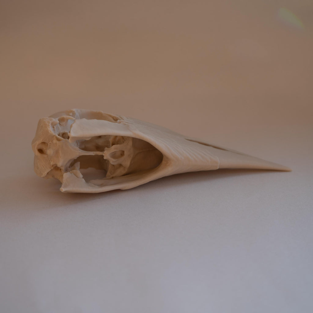 White-Thighed Hornbill Skull - Life Size 3D Print