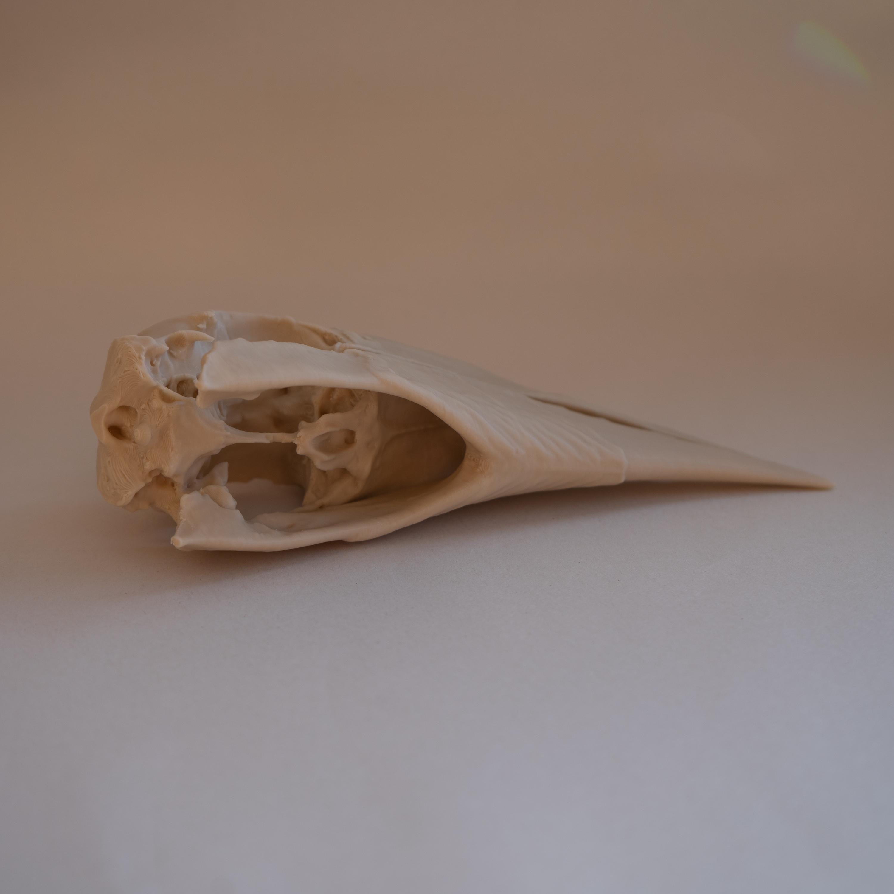 White-Thighed Hornbill Skull - Life Size 3D Print