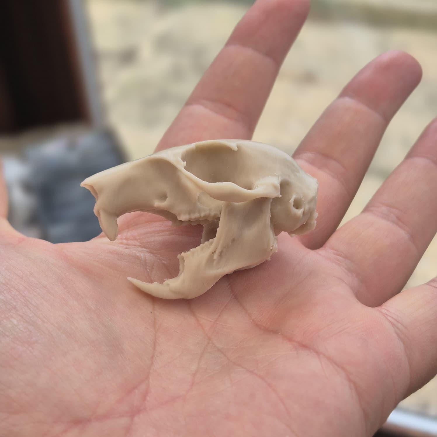 Squirrel Skull - Life Size 3D Print