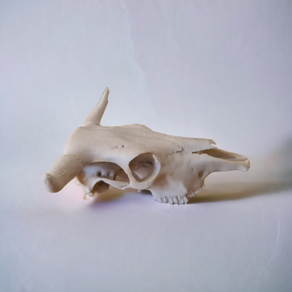 Cow Skull - 3D Print
