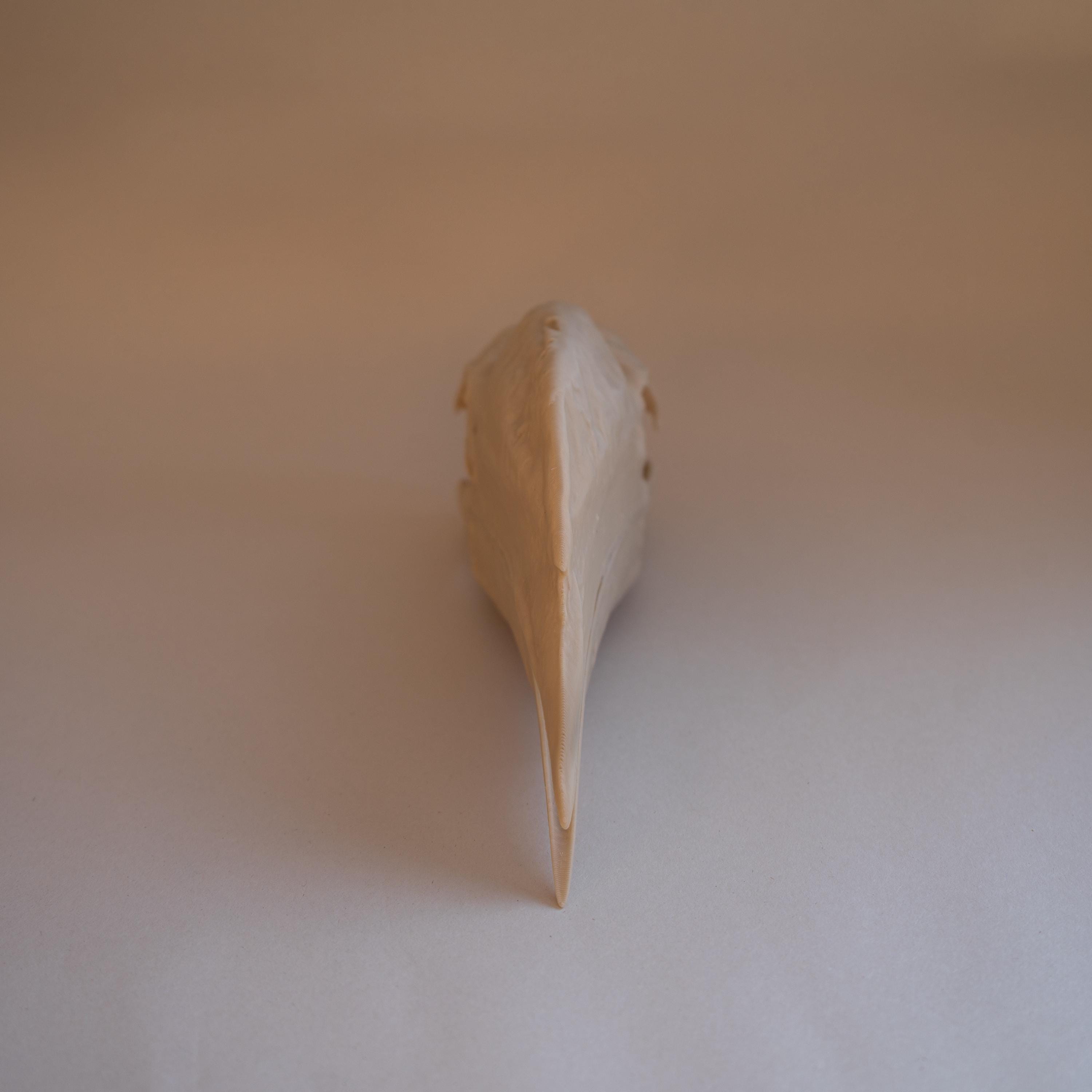 White-Thighed Hornbill Skull - Life Size 3D Print