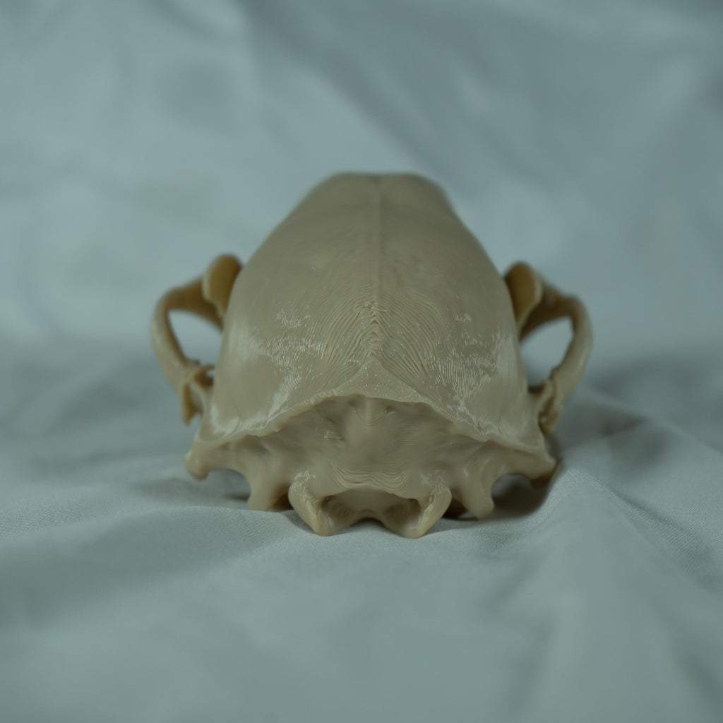 Raccoon Skull - Life Size 3D Print