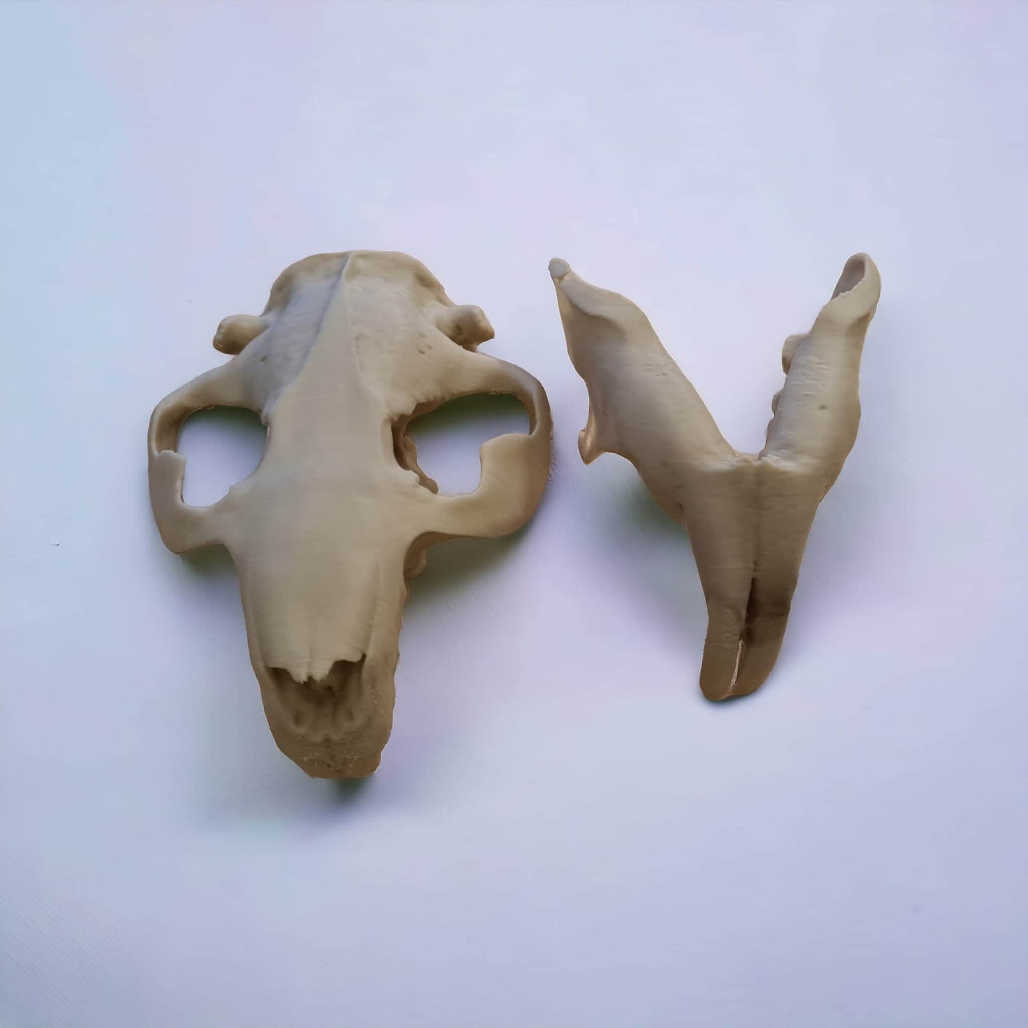 Beaver Skull - Life Size 3D Print