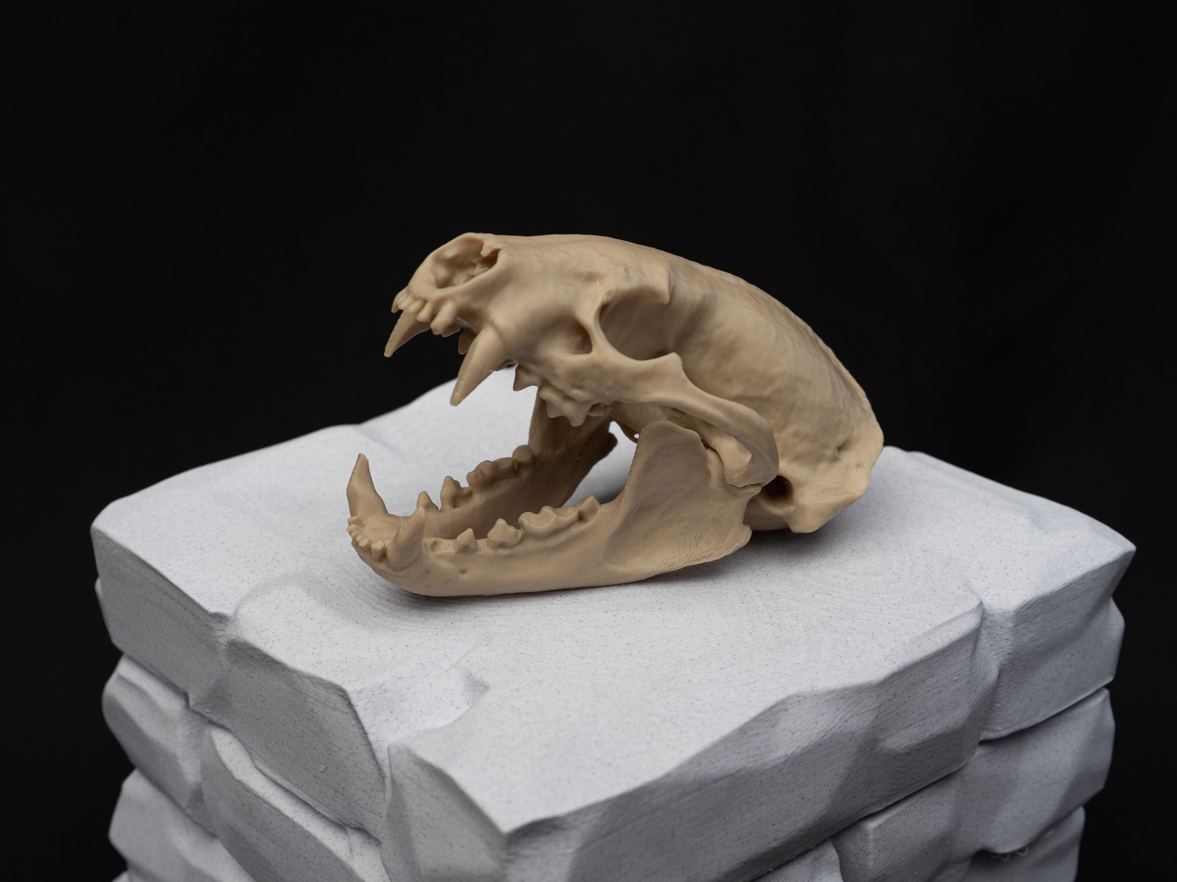 Life-Size European Badger Skull Replica – Realistic 3D Printed Bone Model