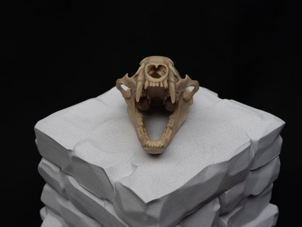 Life-Size European Badger Skull Replica – Realistic 3D Printed Bone Model