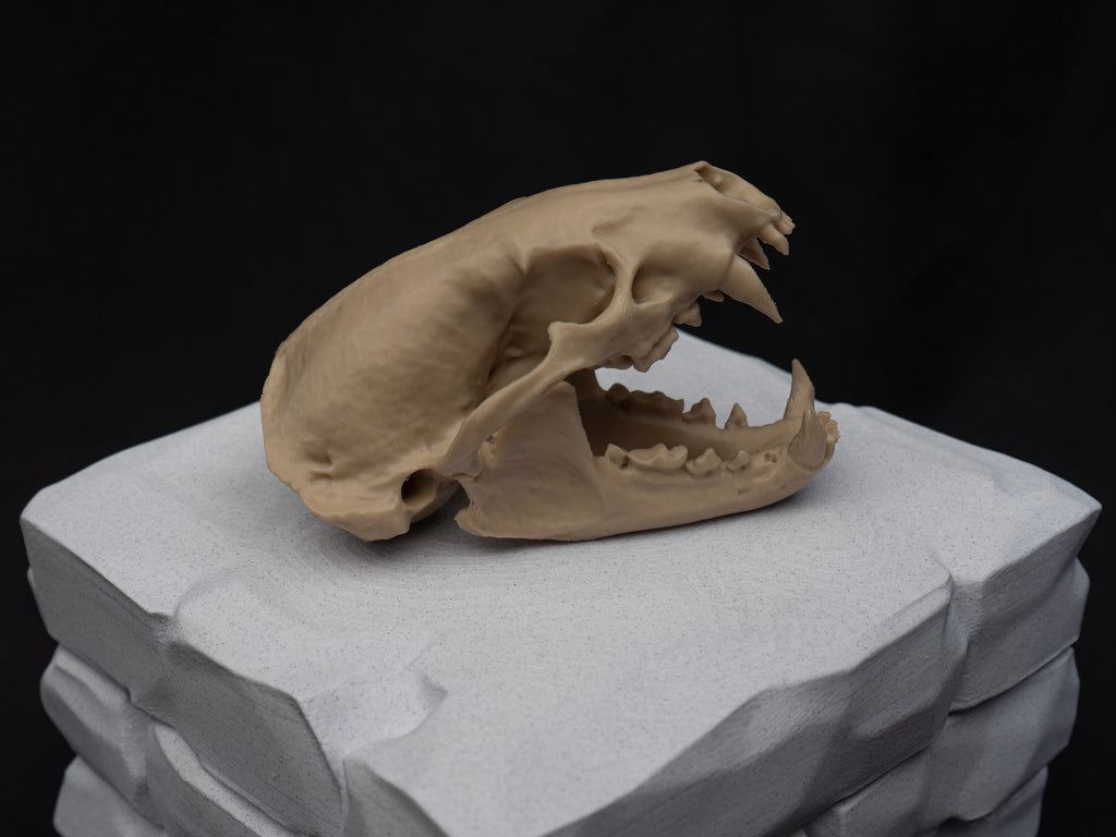Life-Size European Badger Skull Replica – Realistic 3D Printed Bone Model